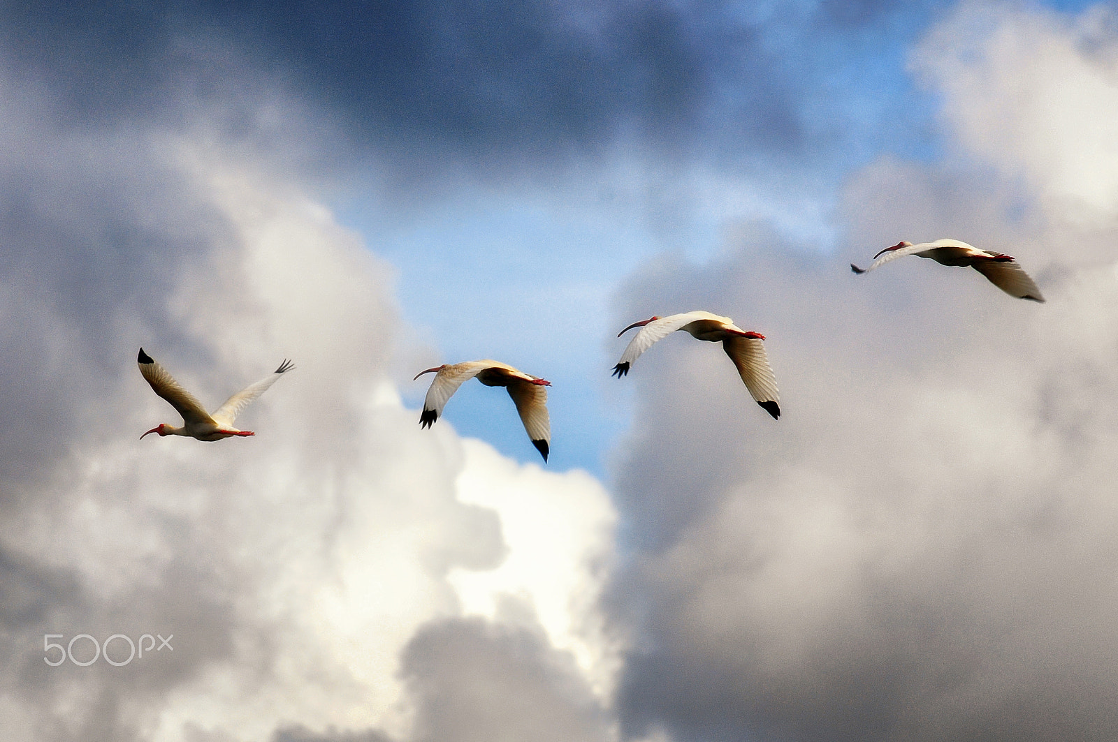Nikon AF-Nikkor 80-200mm F2.8D ED sample photo. Scarlet ibis flight photography