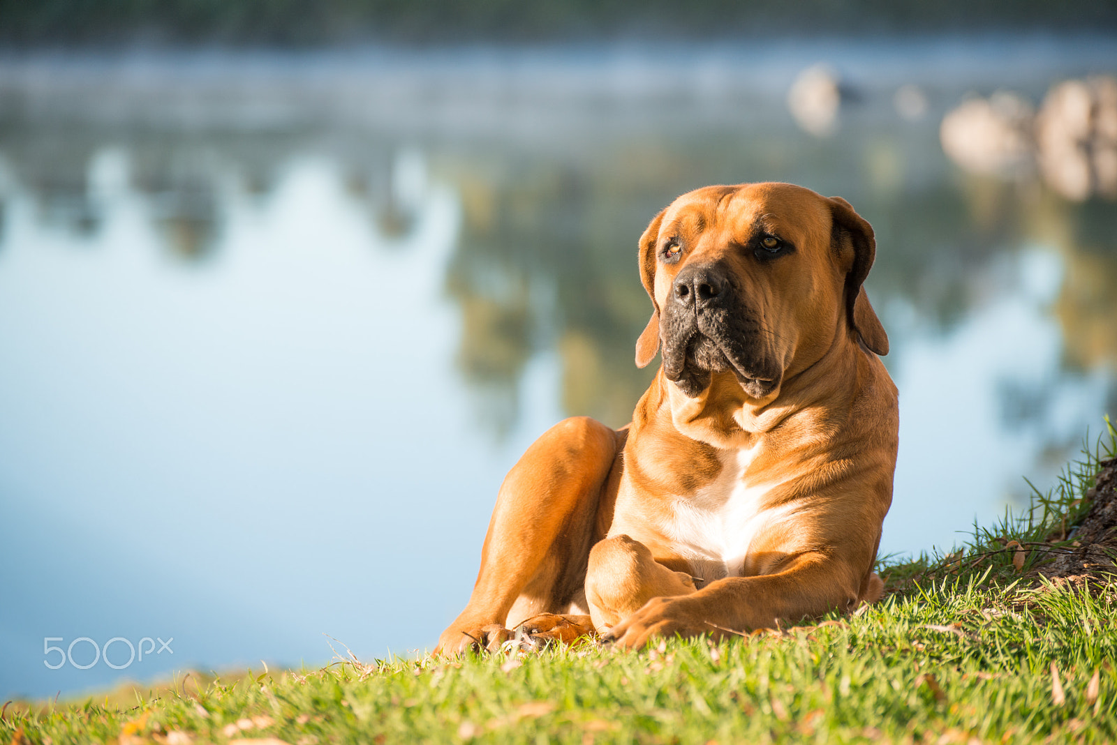 Nikon D600 sample photo. Young male boerboel dog photography