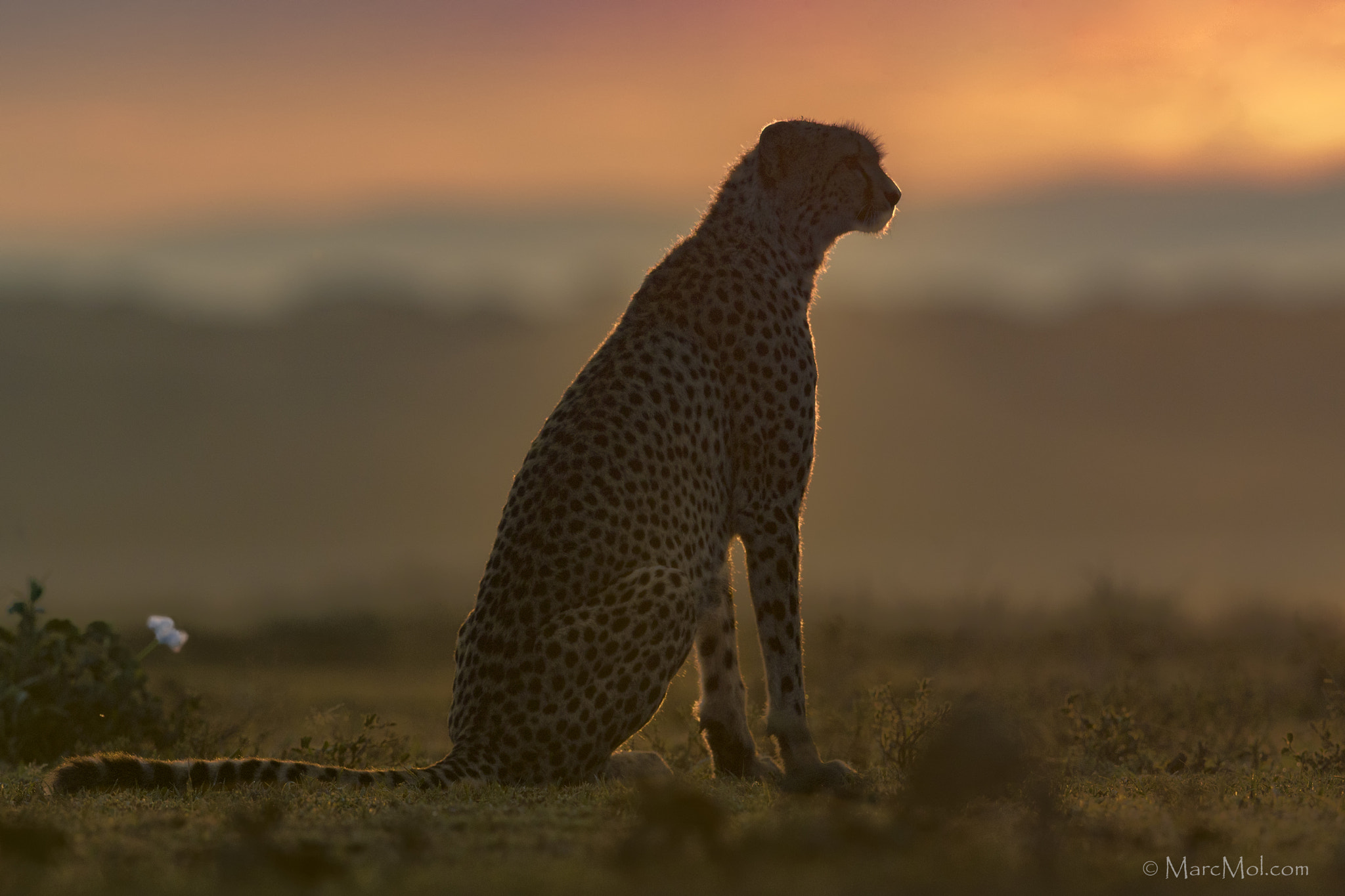 Nikon AF-S Nikkor 400mm F2.8E FL ED VR sample photo. Cheetah sunrise photography