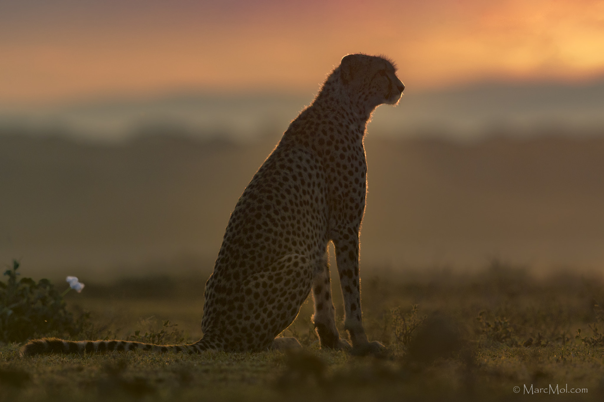 Nikon D500 + Nikon AF-S Nikkor 400mm F2.8E FL ED VR sample photo. Cheetah sunrise photography