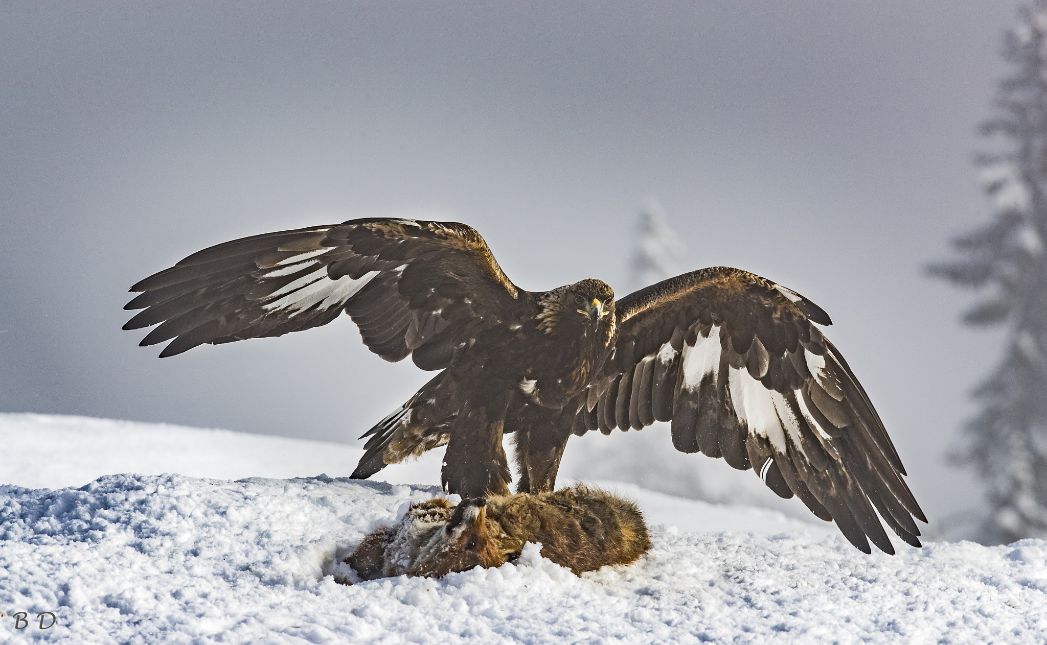 Canon EF 300mm F2.8L IS USM sample photo. Golden eagle vs fox photography