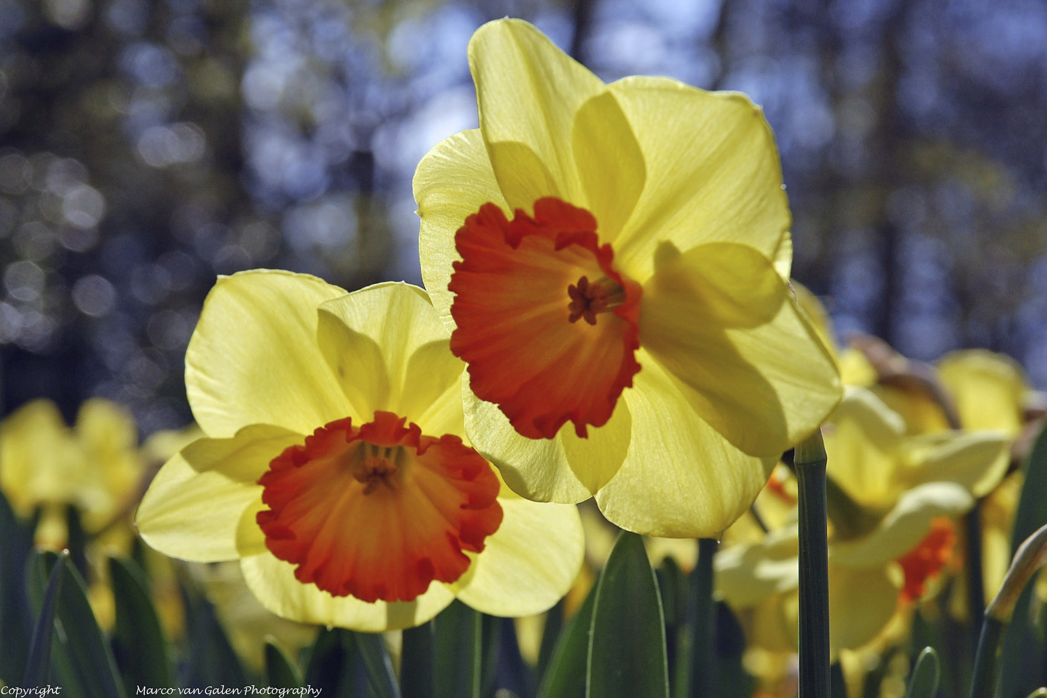 Nikon D40 sample photo. Daffodil photography