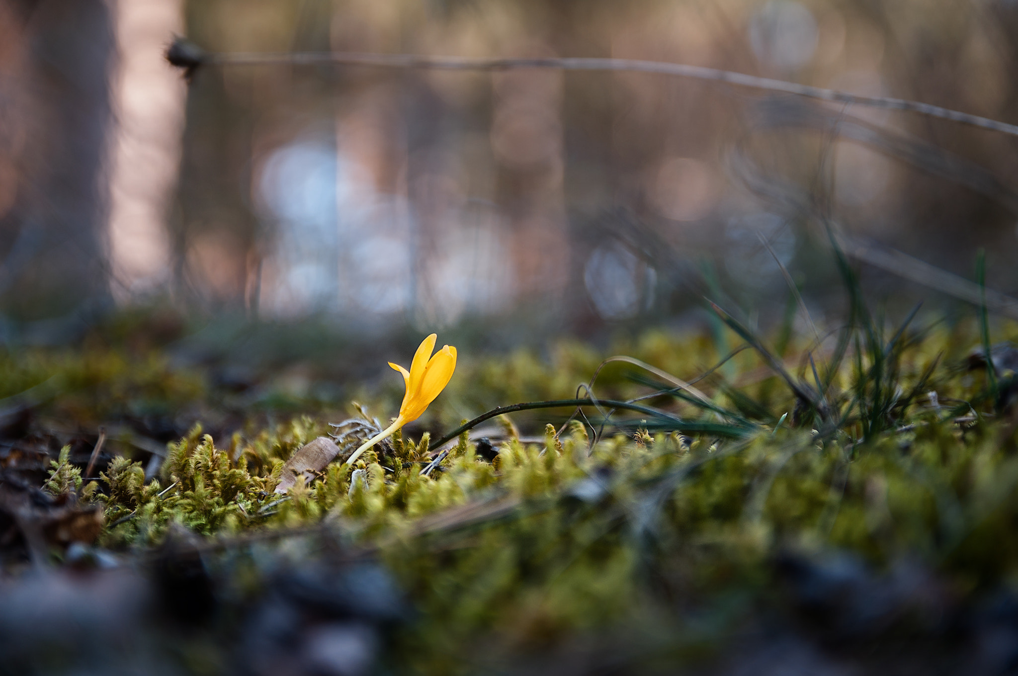 Nikon D5000 sample photo. Crocus photography