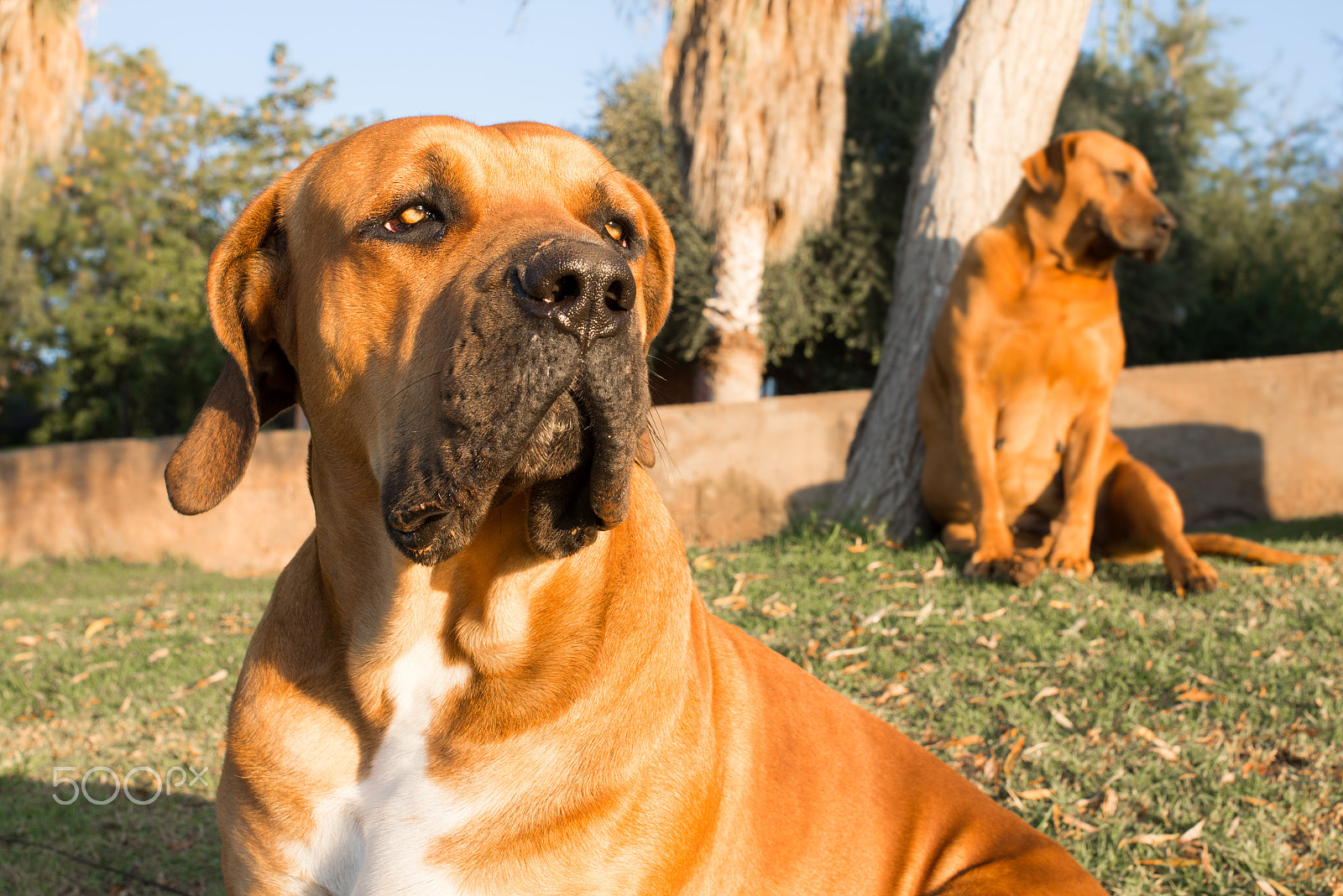 Nikon D600 sample photo. Portrait of a boerboel dog photography