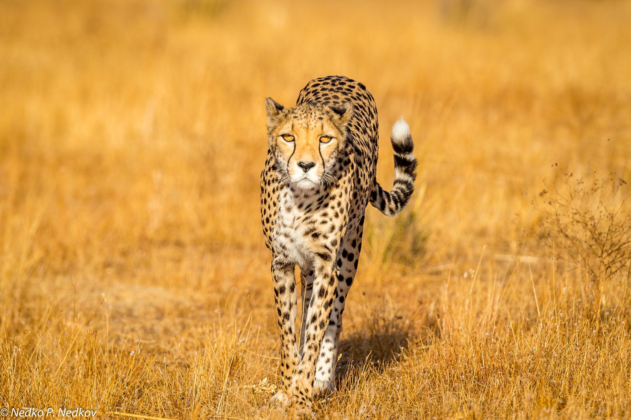 Nikon AF-S Nikkor 70-200mm F2.8G ED VR II sample photo. Cheetah in the morning photography