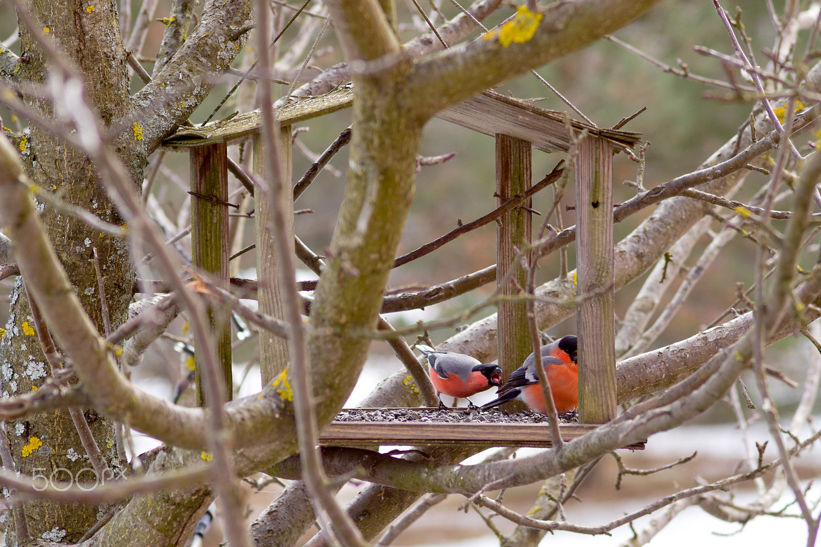 Sigma 30mm F1.4 EX DC HSM sample photo. Bullfinches in a feeder photography