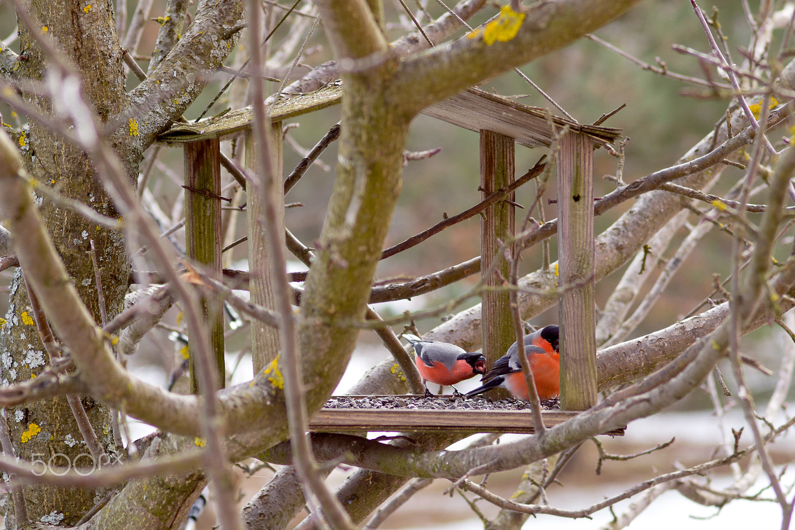 Sony Alpha DSLR-A580 sample photo. Bullfinches in a feeder photography