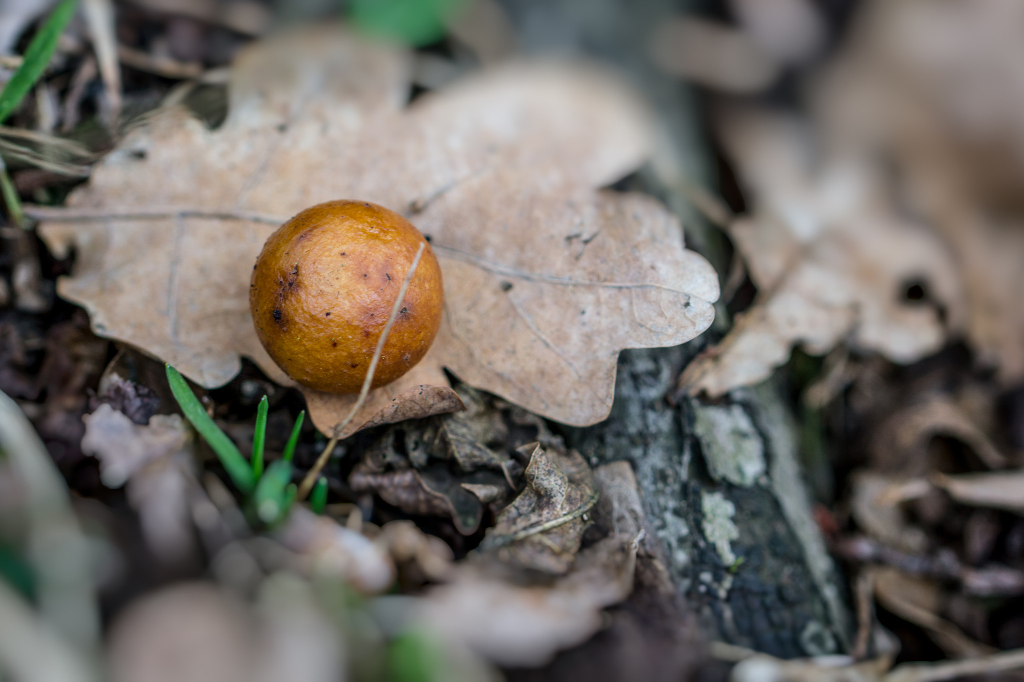 90mm F2.8 Macro SSM sample photo. Galas photography