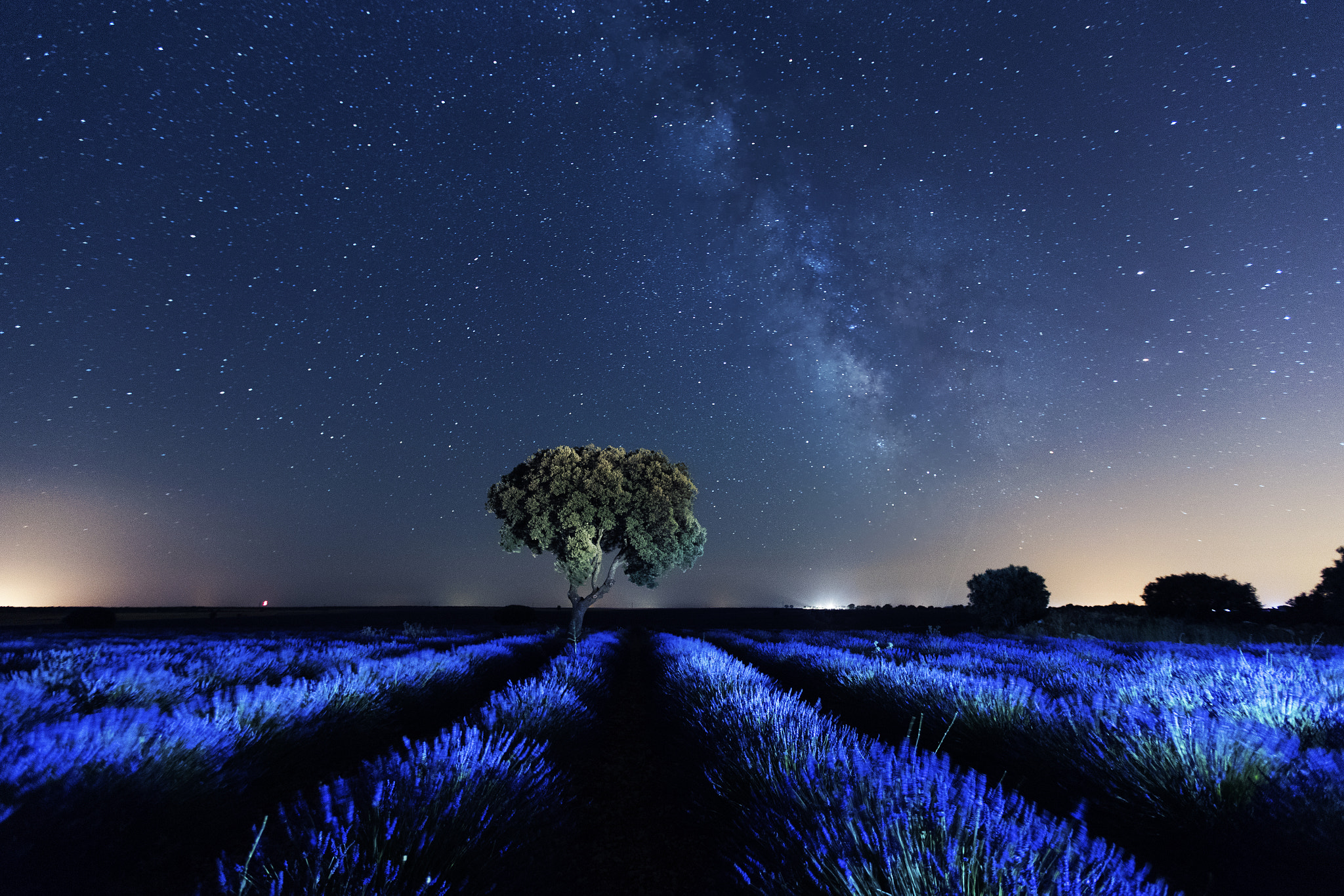 Canon EF 16-35mm F2.8L II USM sample photo. El árbol en el campo de lavanda photography