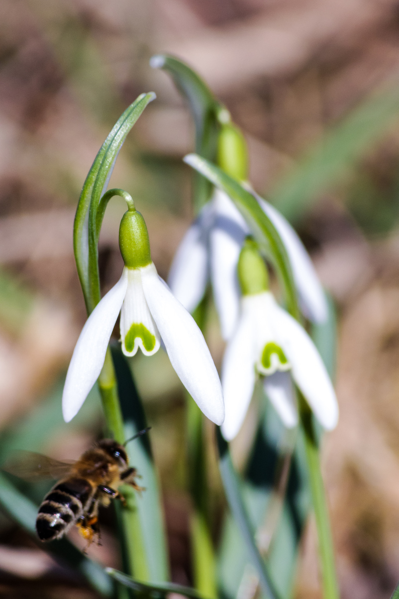 Canon EF-S 55-250mm F4-5.6 IS sample photo. Snowdrops and honey bee photography
