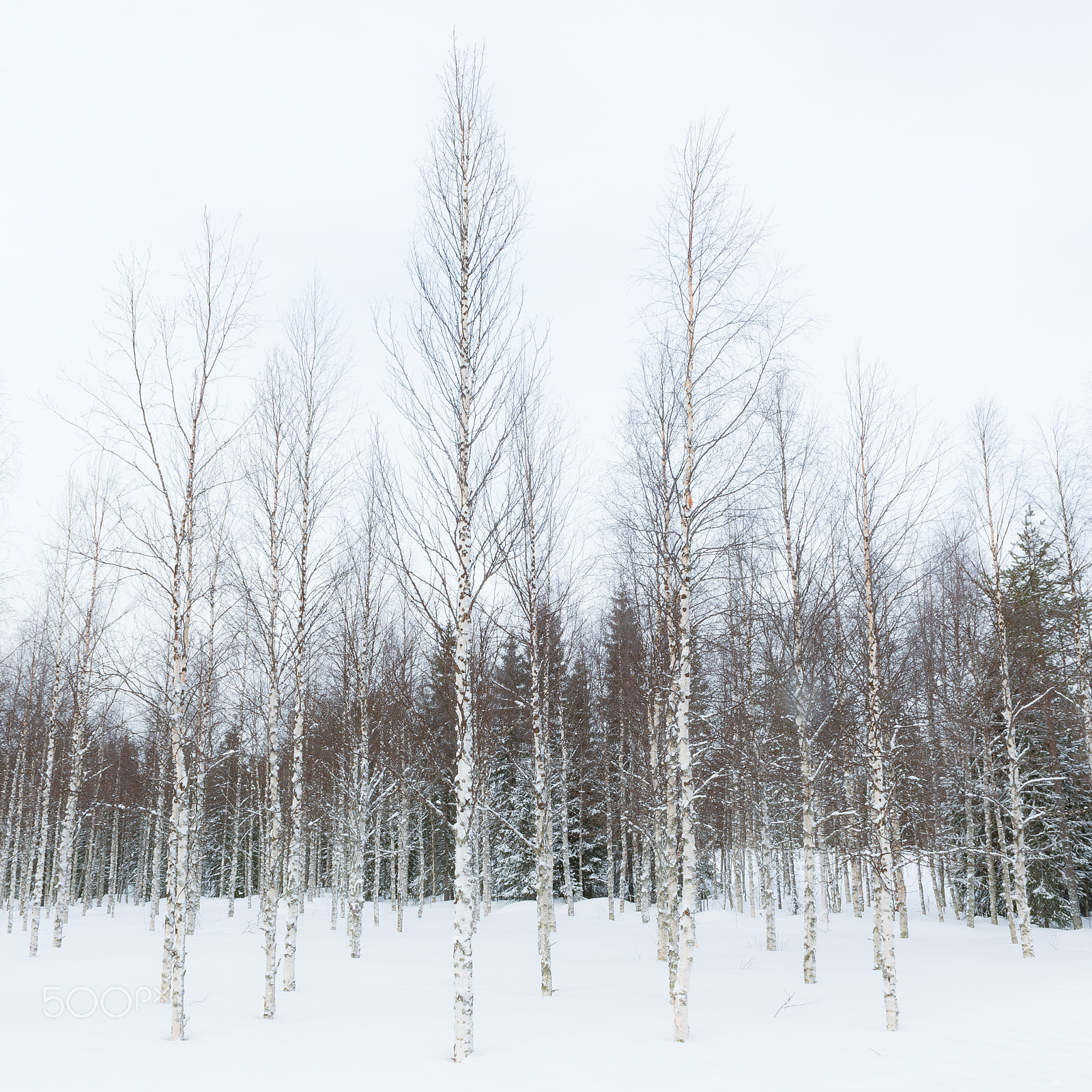 Nikon D5 + Nikon AF-S Nikkor 24-70mm F2.8G ED sample photo. Trees in harmony photography