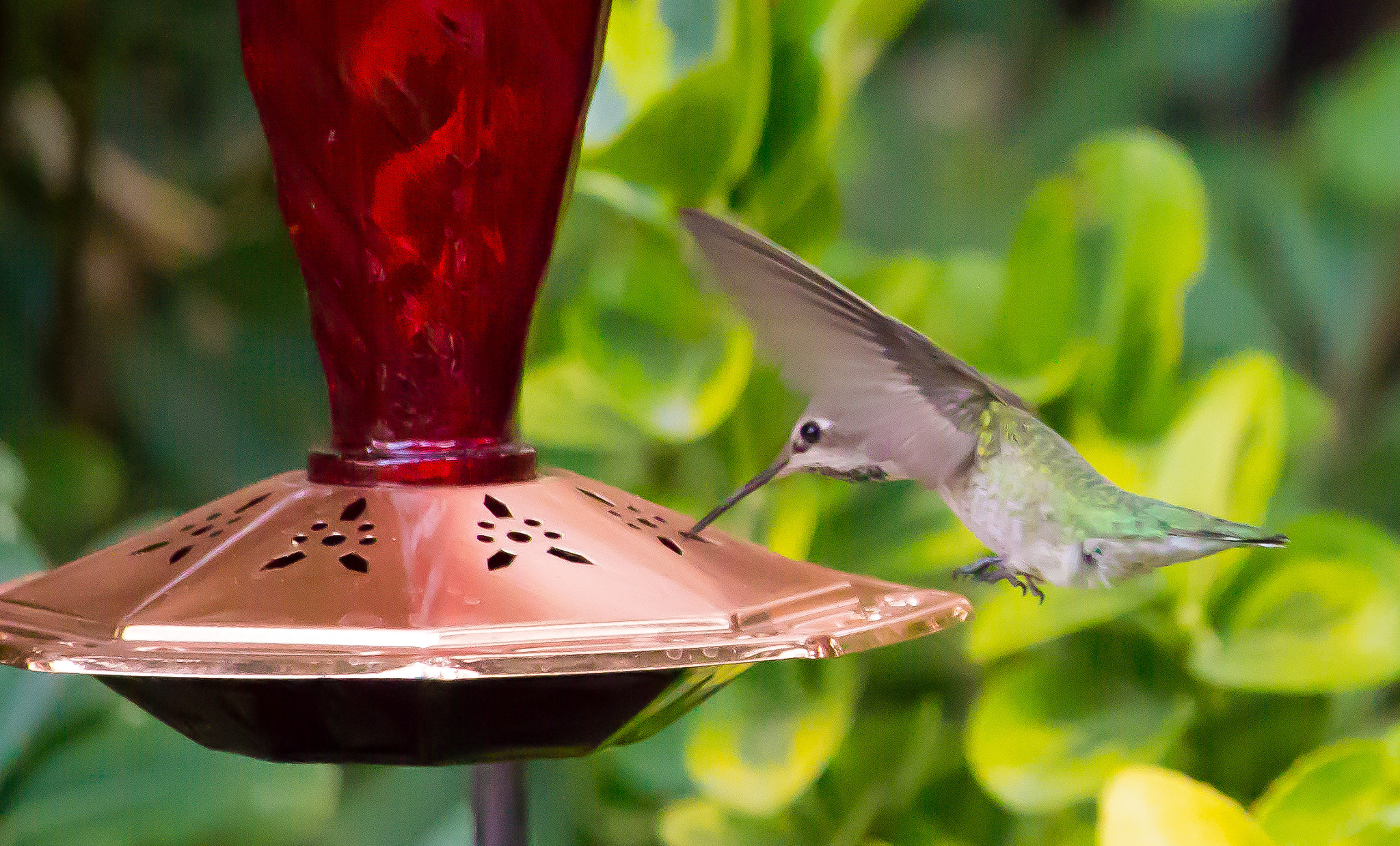 Canon EF-S 55-250mm F4-5.6 IS STM sample photo. Humming bird photography
