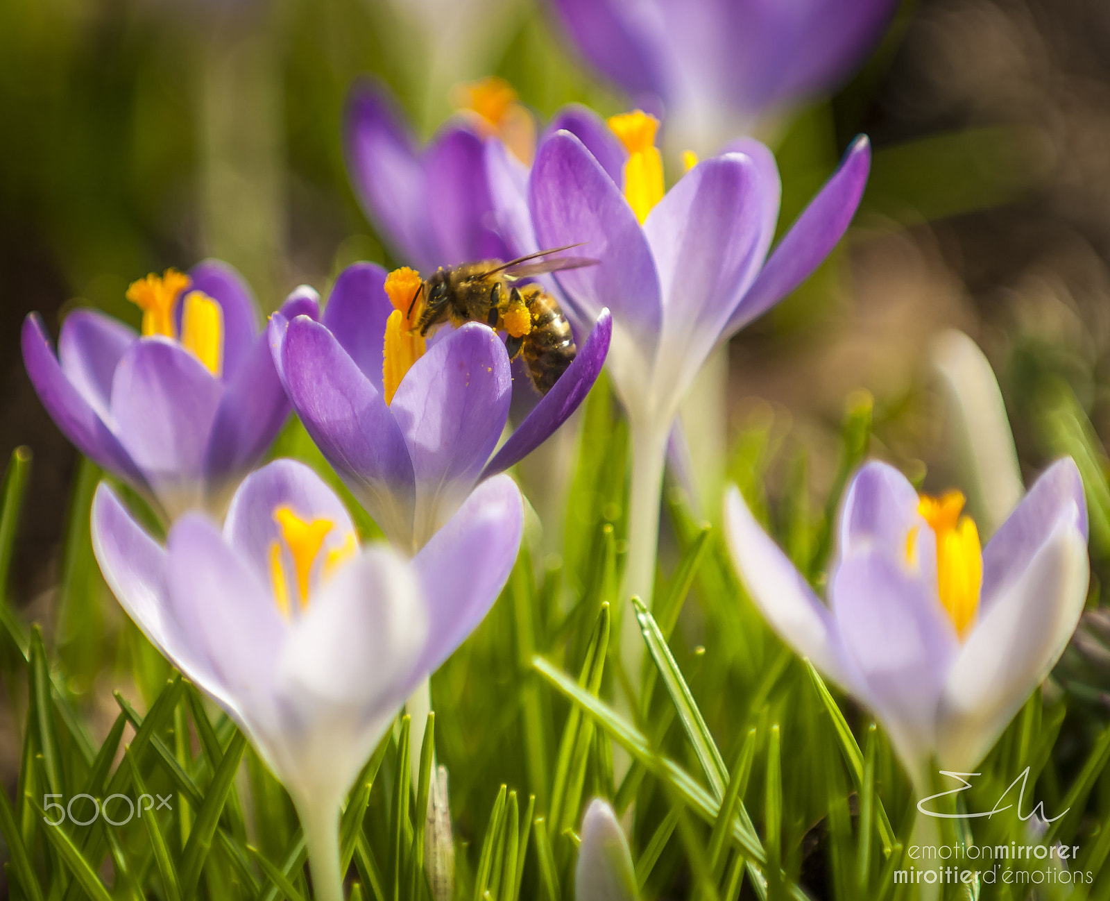 Nikon D700 sample photo. Spring is coming ... photography