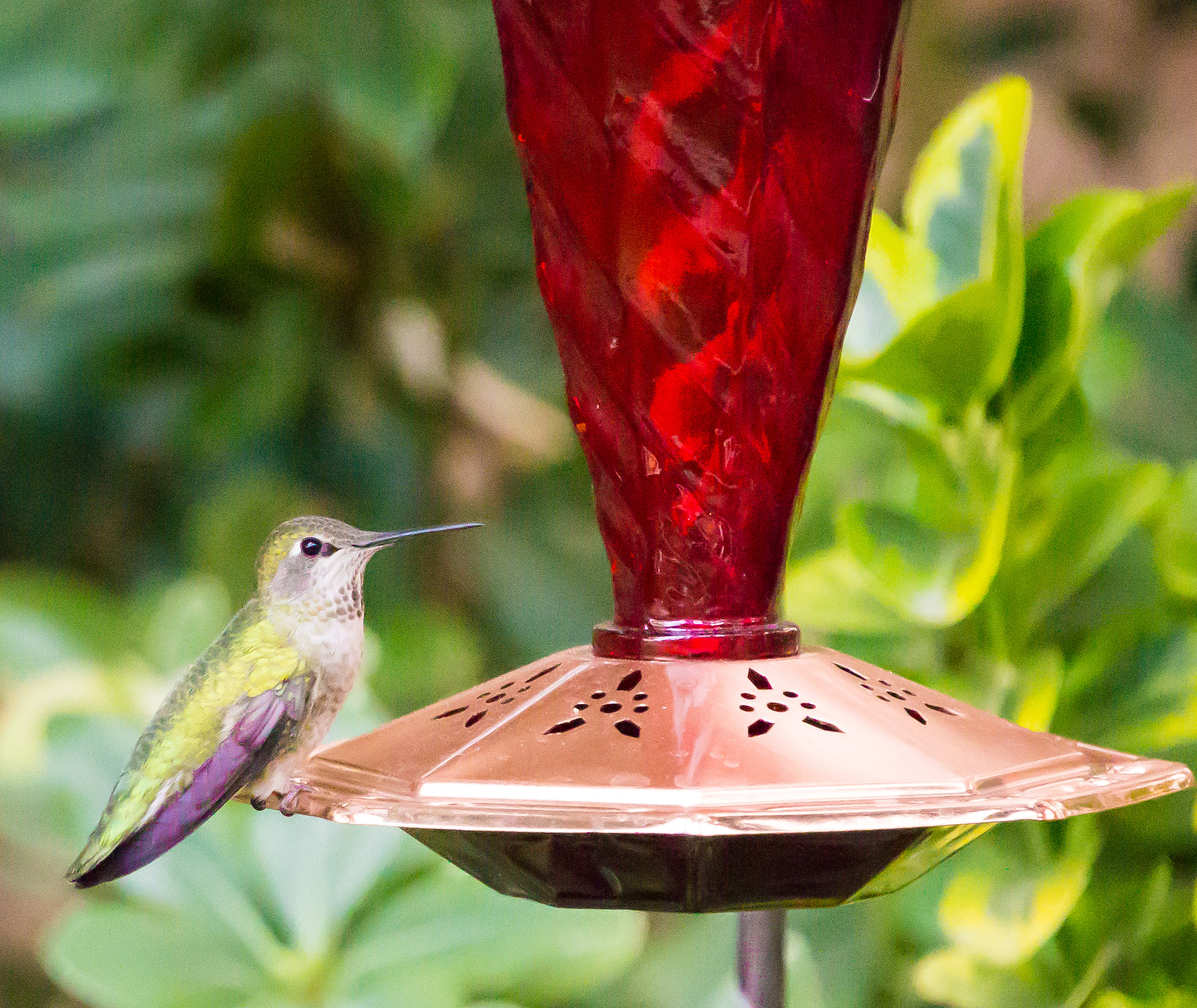 Canon EF-S 55-250mm F4-5.6 IS STM sample photo. Humming bird photography