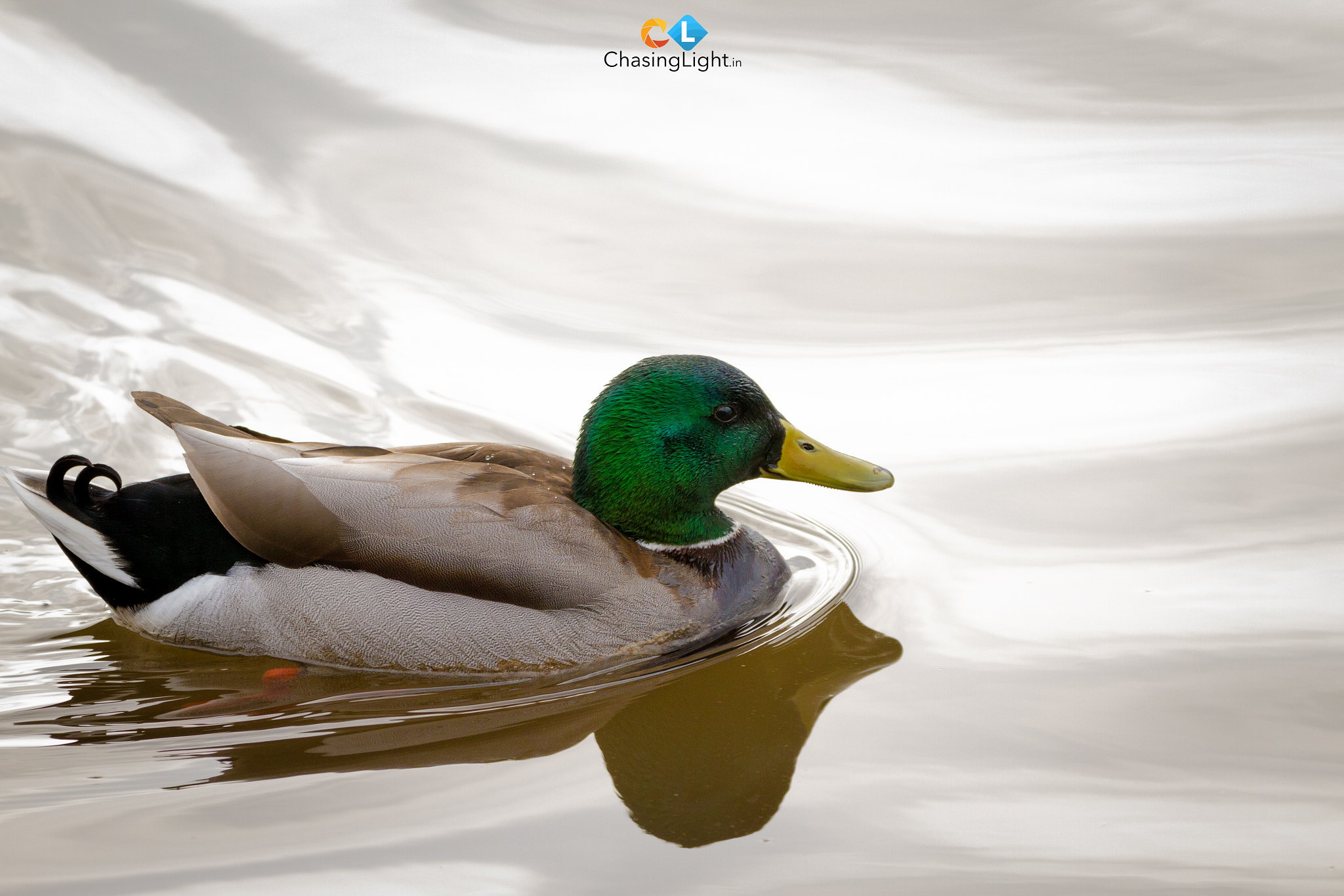 150-600mm F5-6.3 DG OS HSM | Contemporary 015 sample photo. Breaking the stillness..in my own photography
