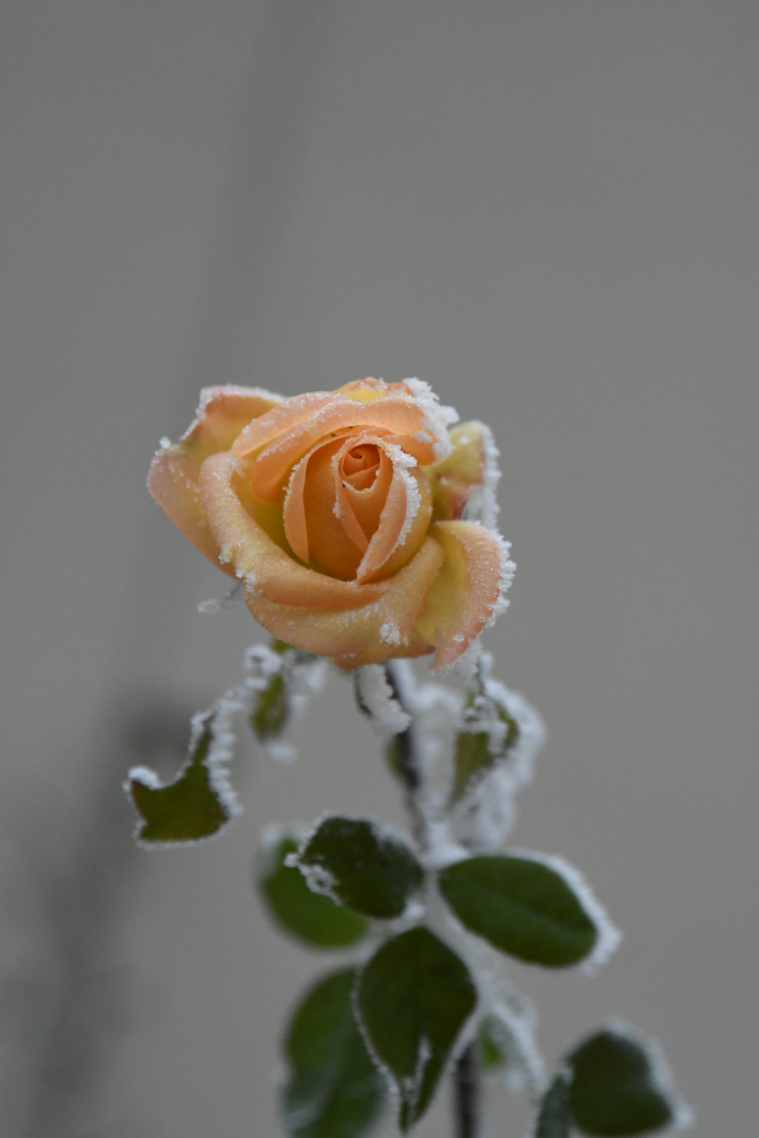 Nikon D500 sample photo. Rose fleur saumon photography