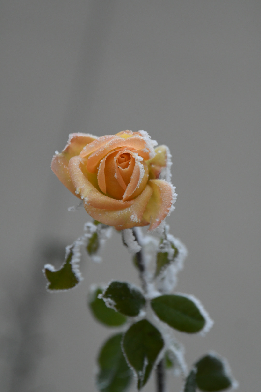 Tamron SP 24-70mm F2.8 Di VC USD sample photo. Rose fleur saumon photography