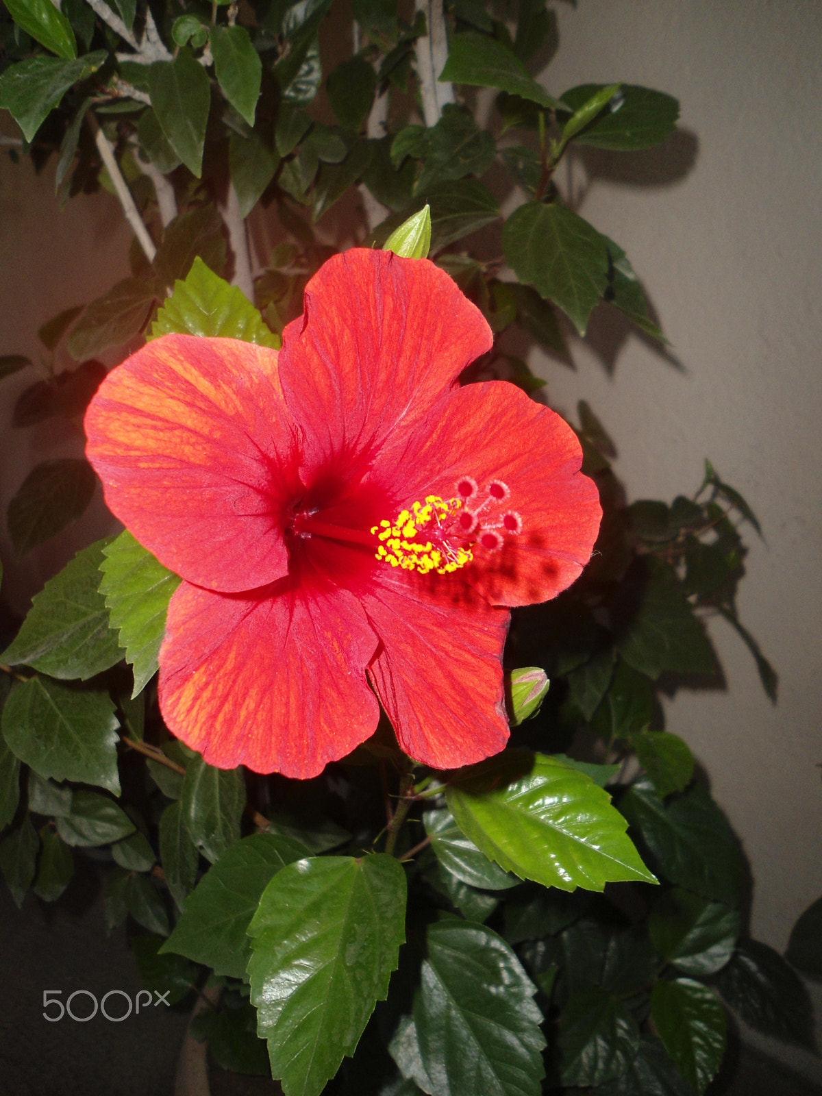 Sony Cyber-shot DSC-W510 sample photo. Flower photography