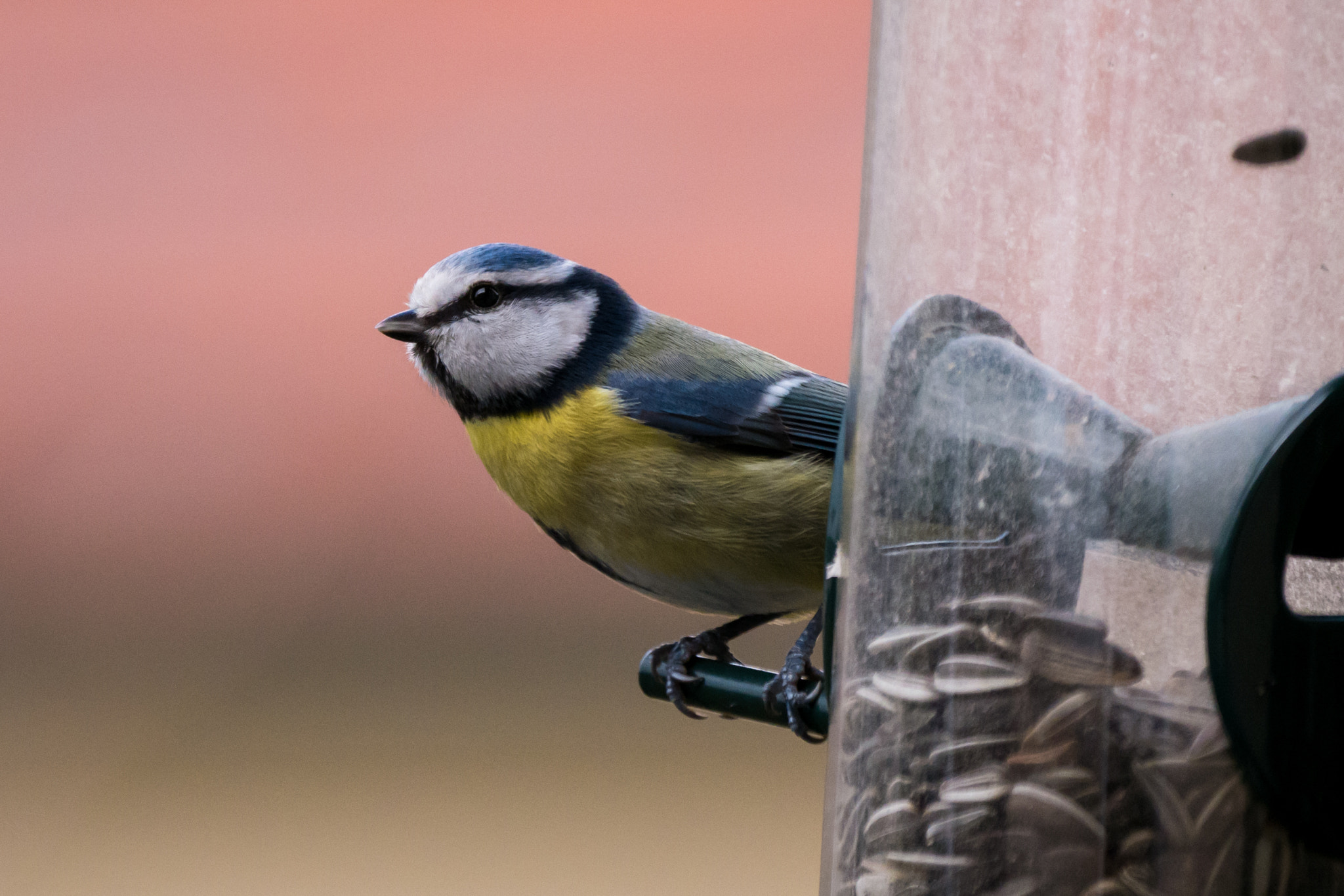 Panasonic DMC-G81 + LEICA DG 100-400/F4.0-6.3 sample photo. Blue tit  photography