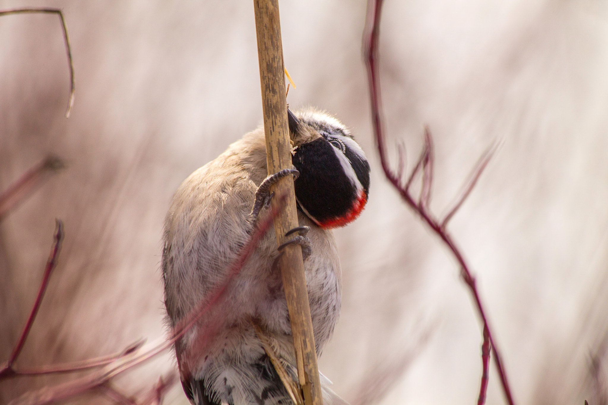 Canon EF 70-300mm F4-5.6 IS USM sample photo. Knock knock photography
