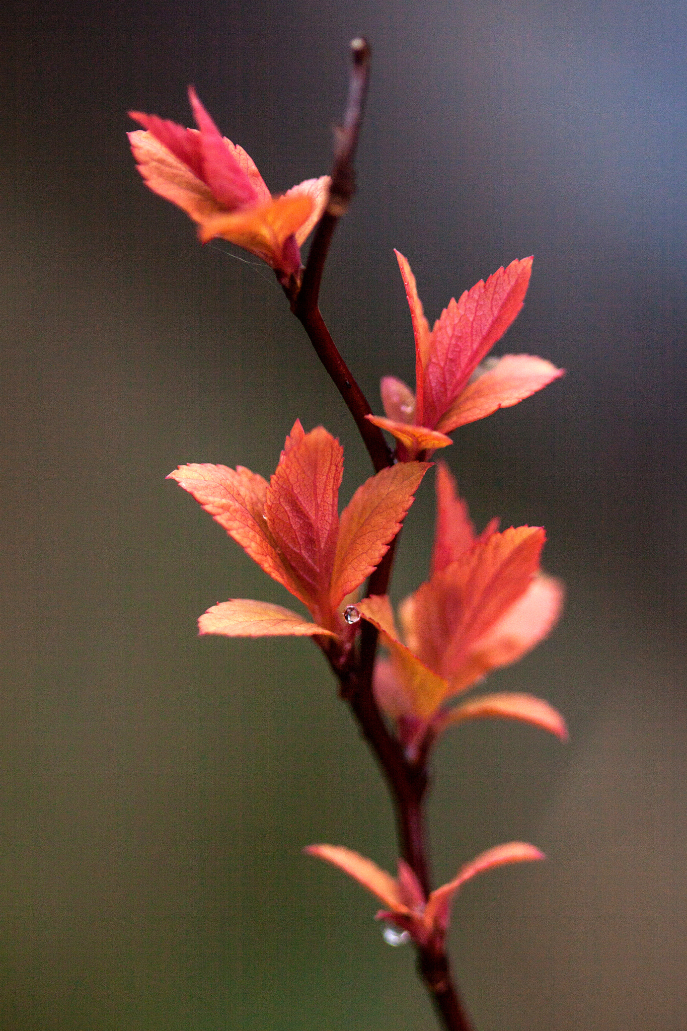 Canon EF 100mm F2.8 Macro USM sample photo. La perle (the pearl) photography