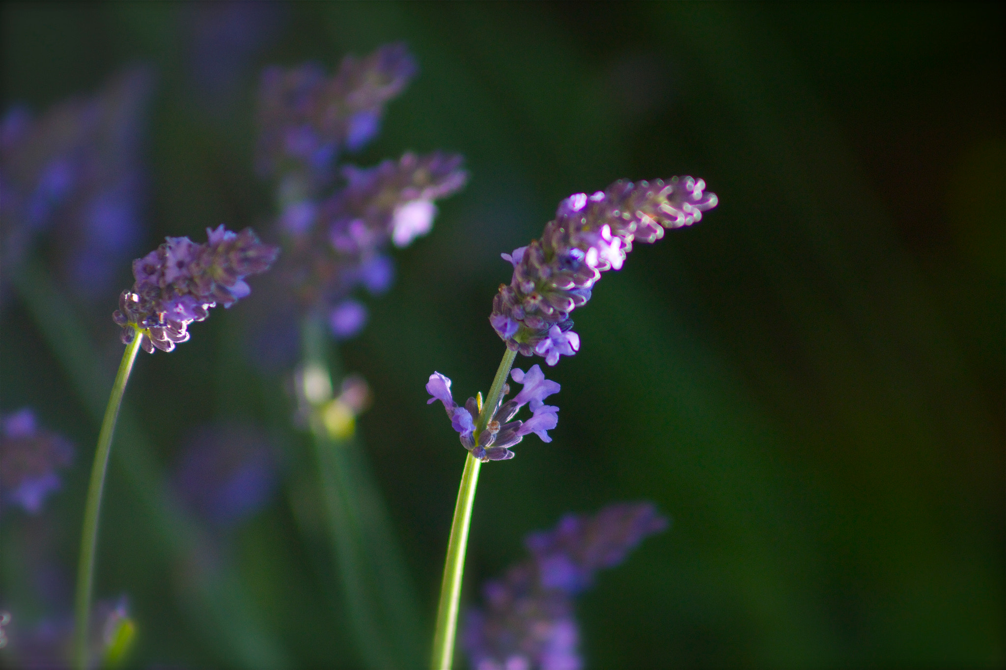 Canon EOS 550D (EOS Rebel T2i / EOS Kiss X4) + EF75-300mm f/4-5.6 sample photo. Duo photography
