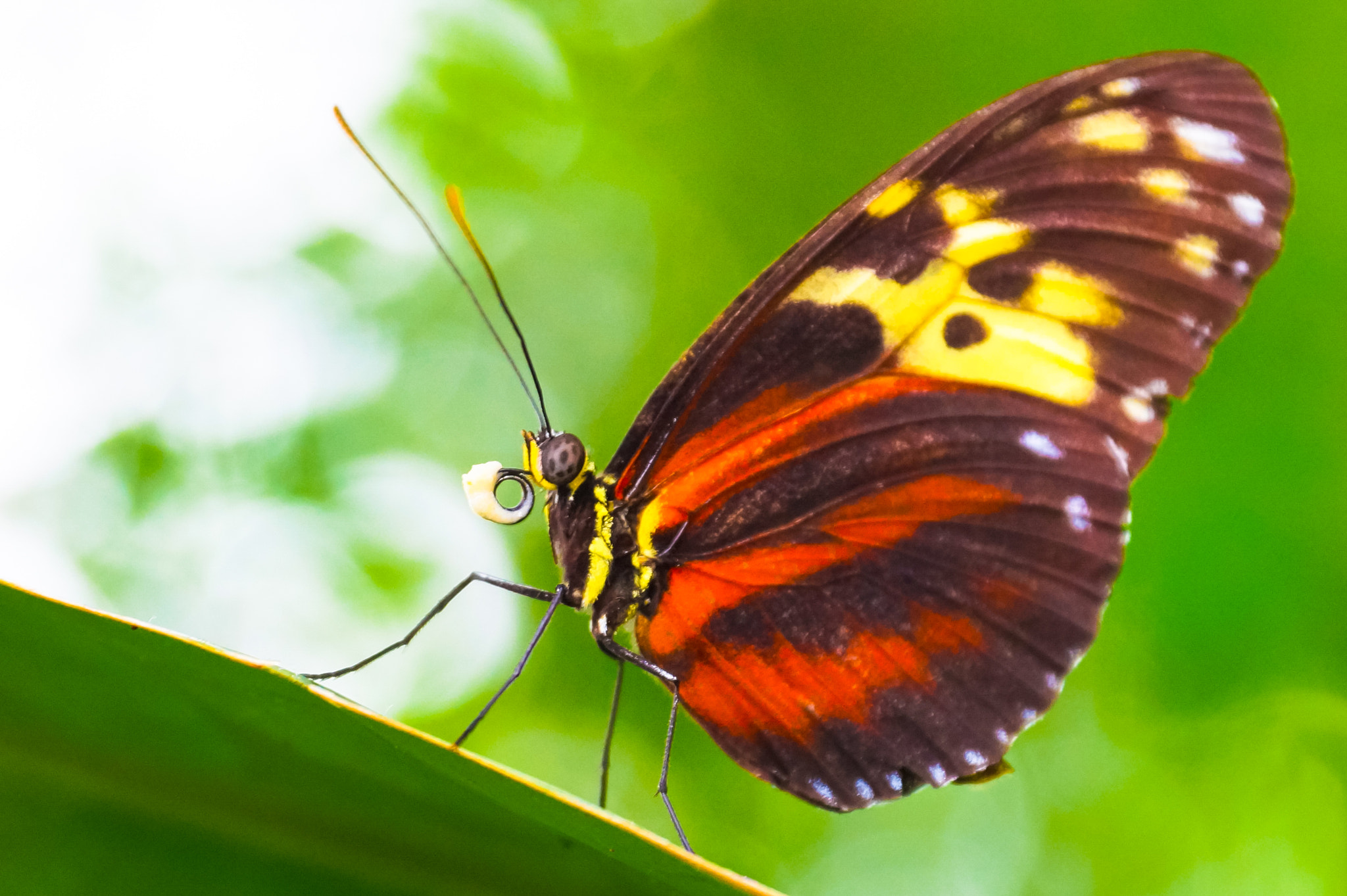 Sony DT 18-135mm F3.5-5.6 SAM sample photo. ** nectar hunter ** photography