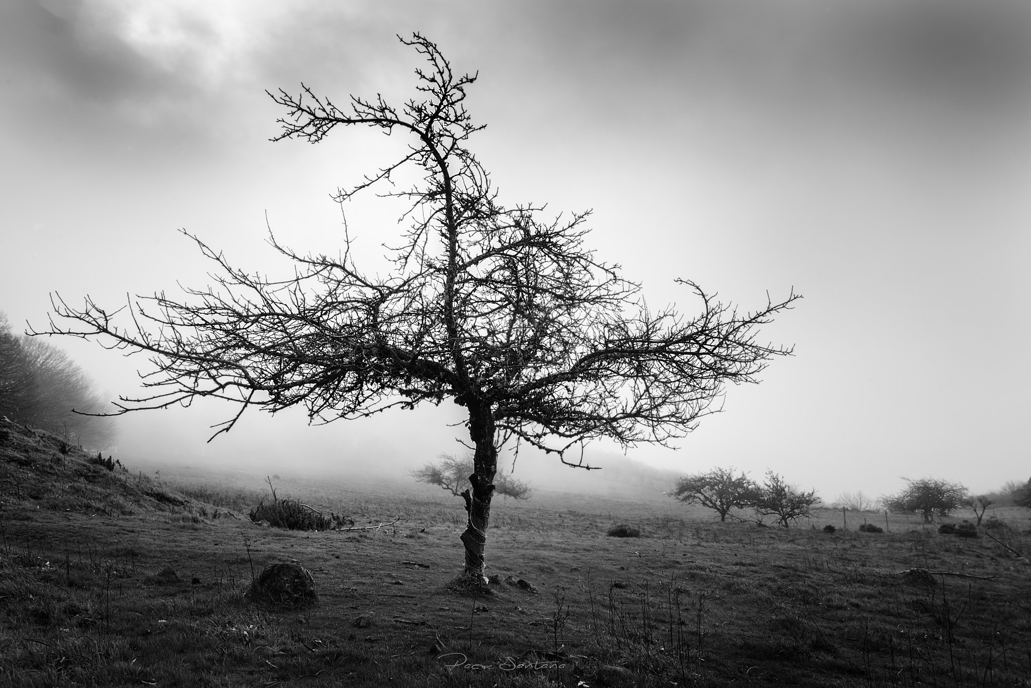 Nikon AF-S Nikkor 14-24mm F2.8G ED sample photo. Afternoon fog photography