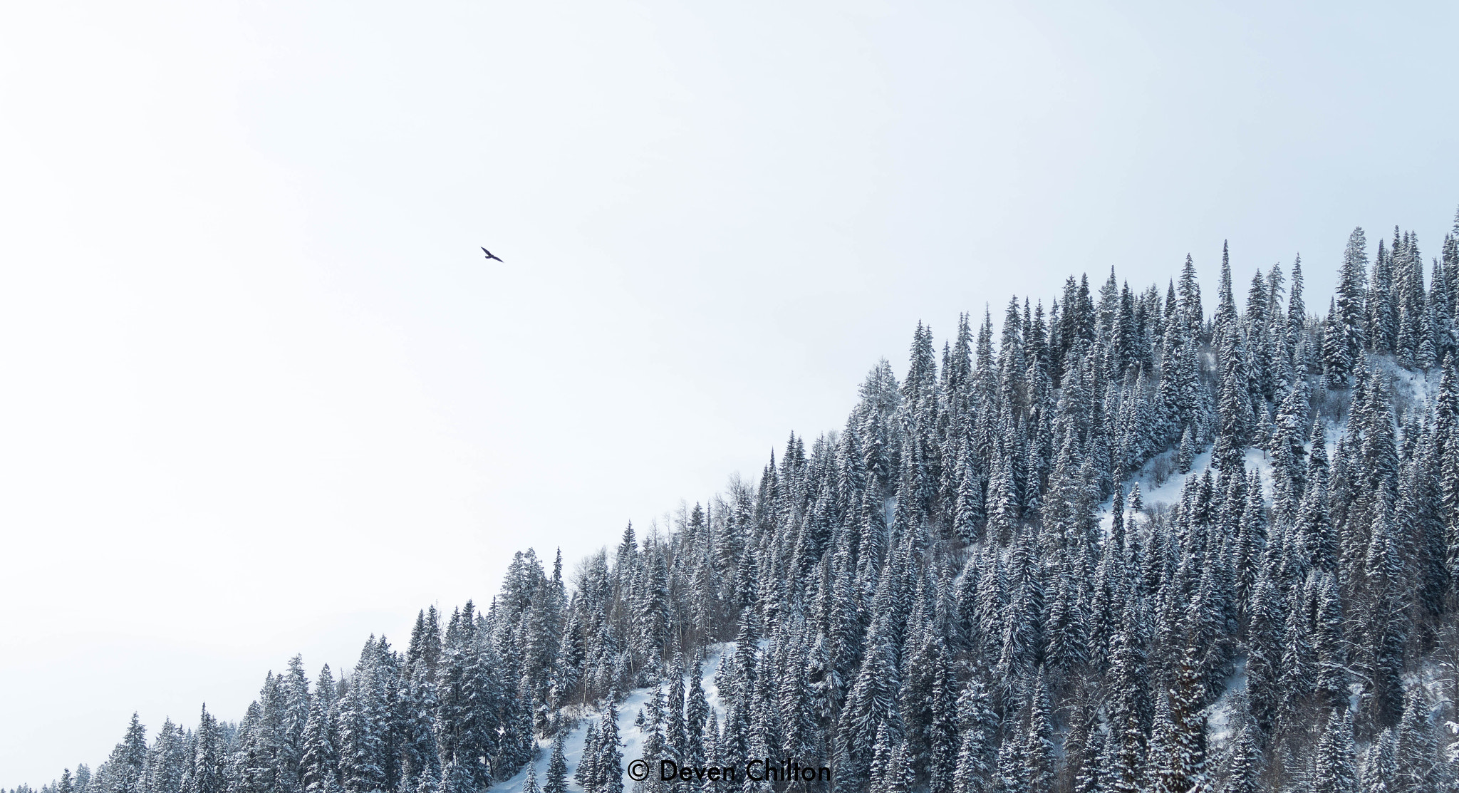 Canon EOS 70D + Canon EF 70-200mm F4L IS USM sample photo. Raven flying through the mountains photography