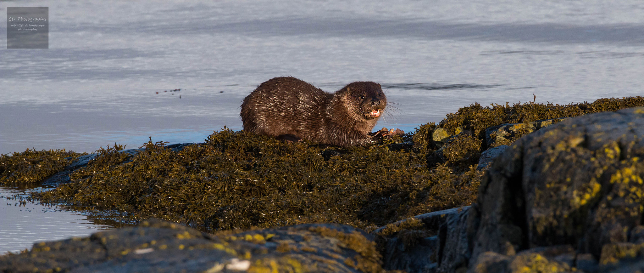 150-600mm F5-6.3 DG OS HSM | Contemporary 015 sample photo. Otter cub photography