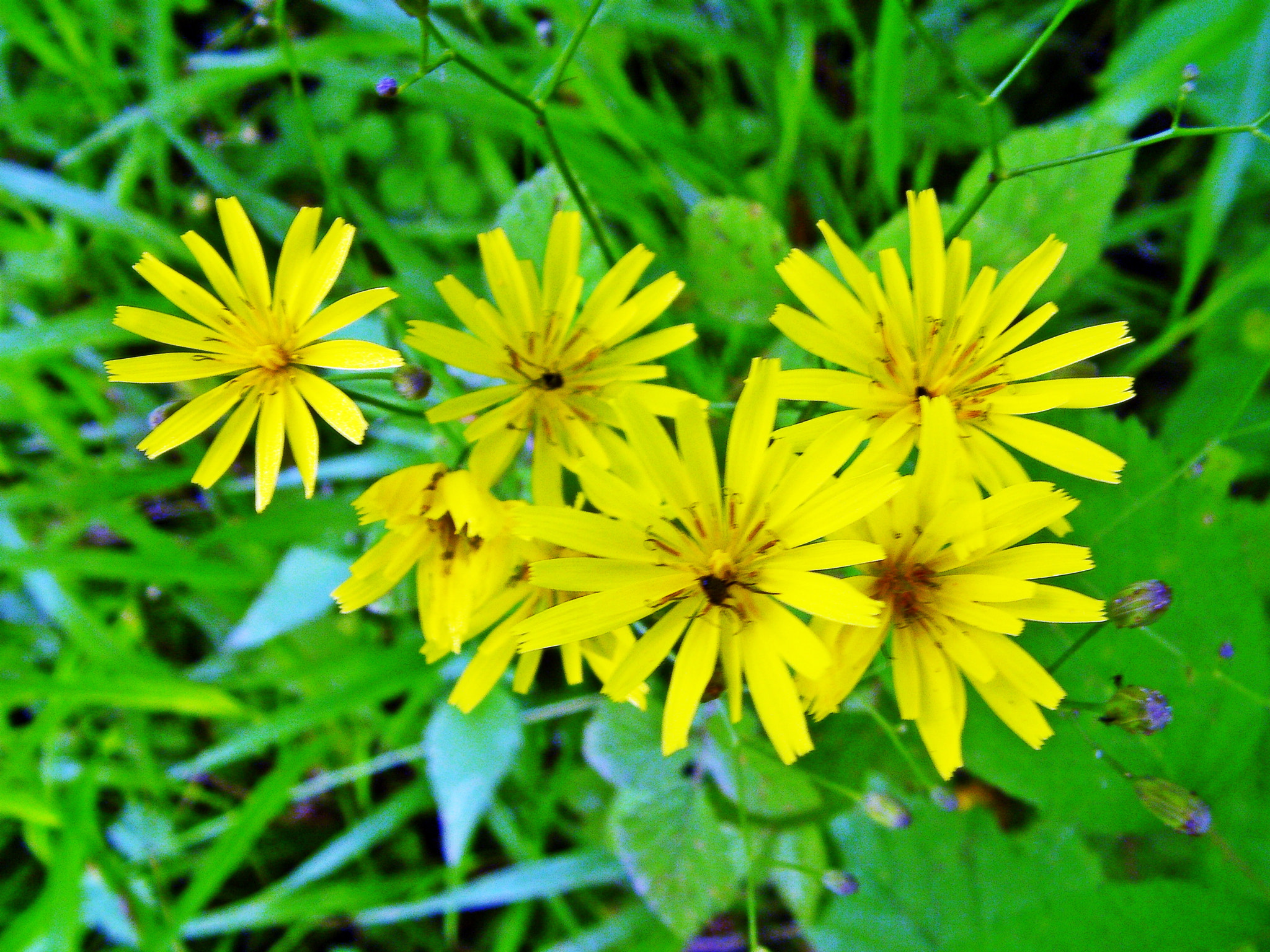 SANYO CG9 sample photo. Sanyo digital camera photography