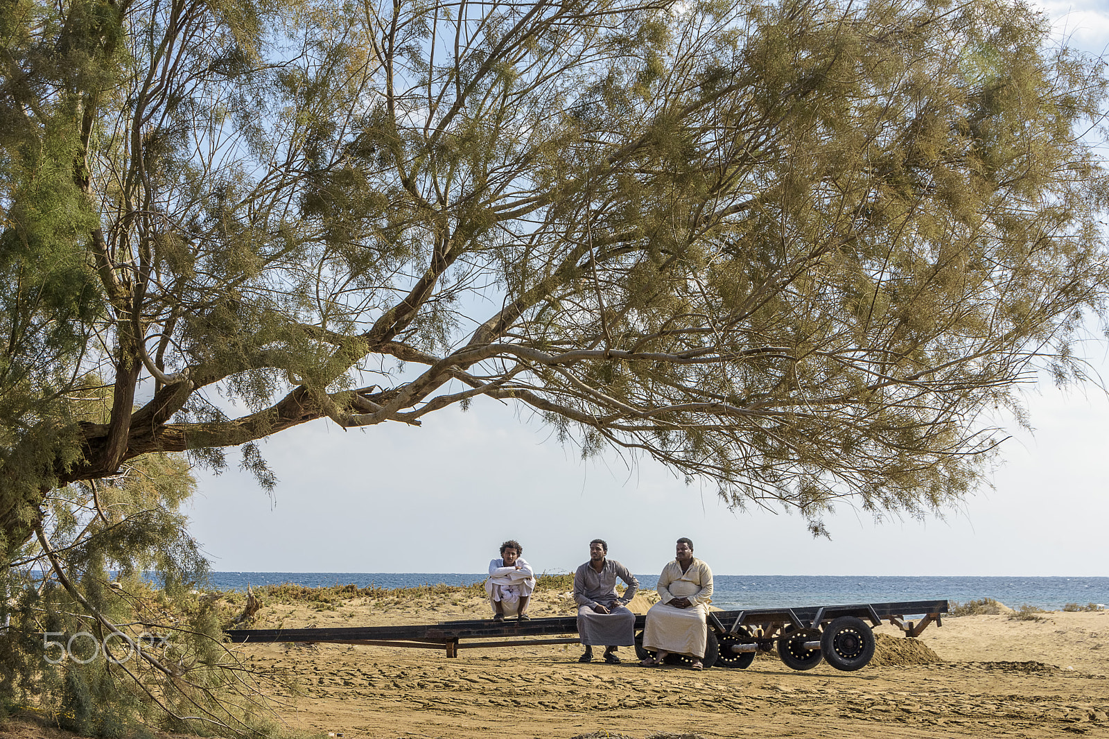 Nikon D7200 + Sigma 18-250mm F3.5-6.3 DC OS HSM sample photo. Take a rest under huge acacia tree photography