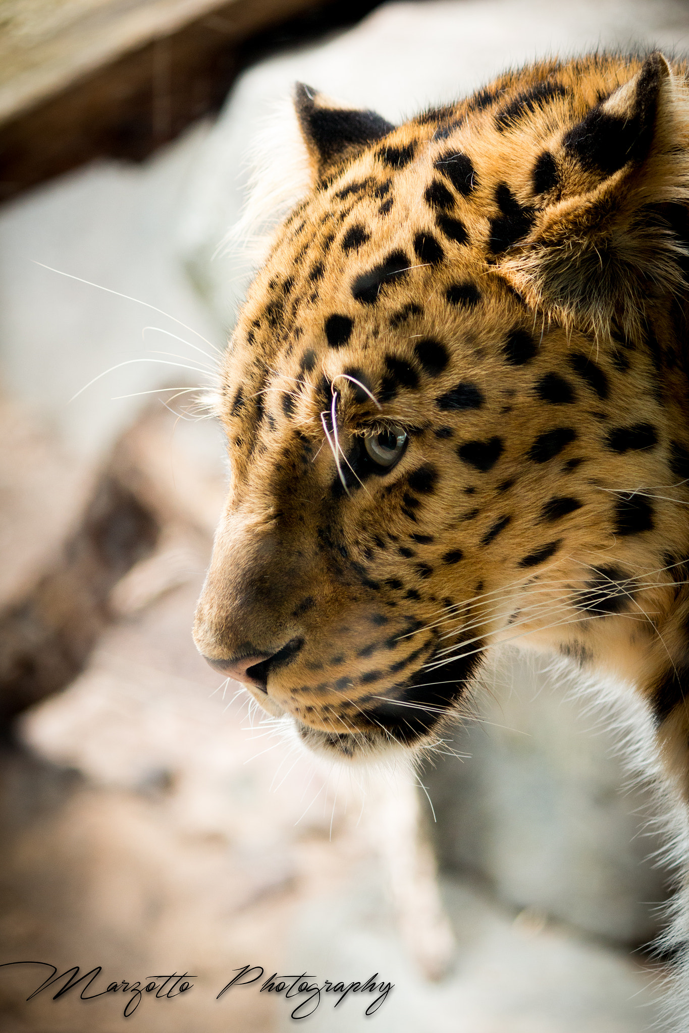 Canon EF-S 55-250mm F4-5.6 IS II sample photo. Amur leopard photography