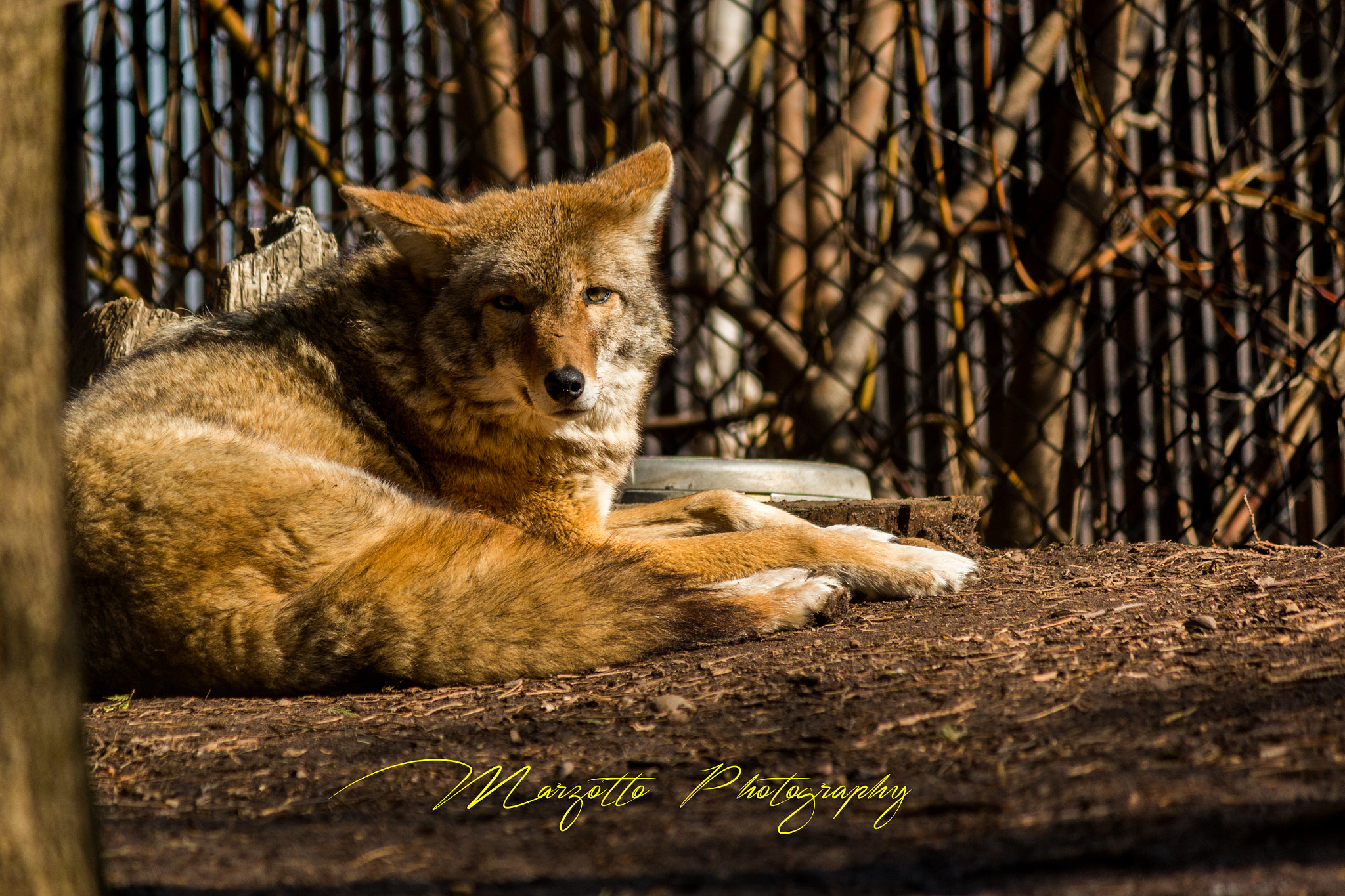 Canon EF-S 55-250mm F4-5.6 IS II sample photo. Gray wolf photography