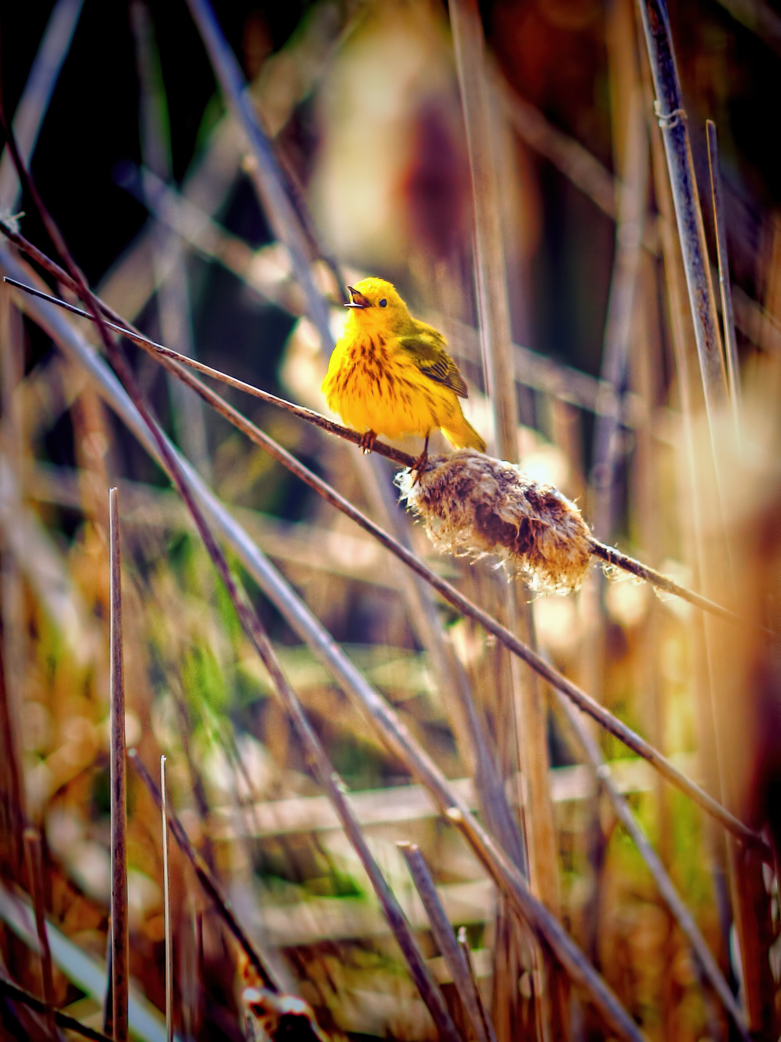 Canon EOS 7D + Canon EF 200mm F2.8L II USM sample photo. Song of the marsh photography