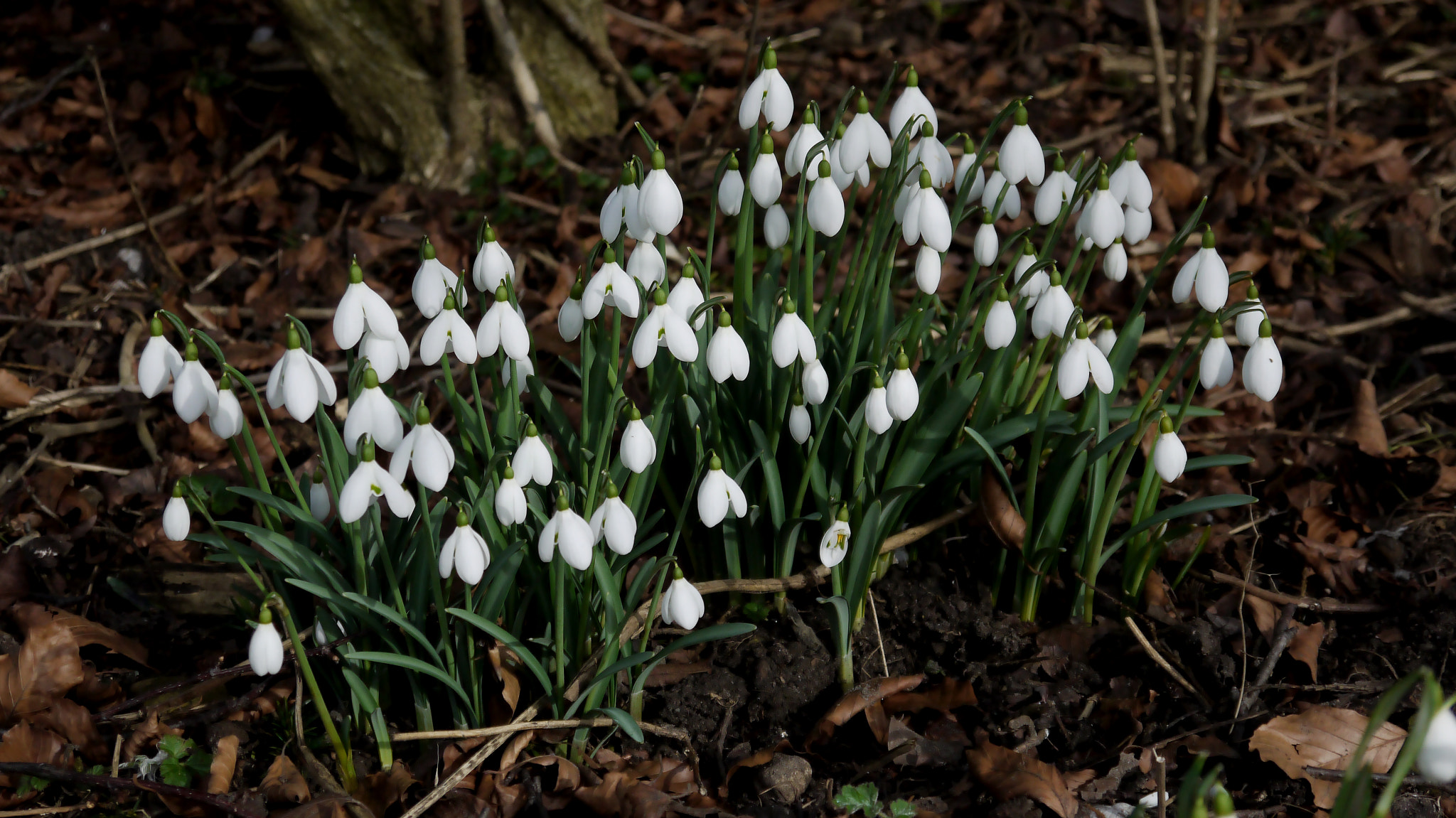 Panasonic Lumix DMC-G2 + Panasonic Lumix G Vario 14-42mm F3.5-5.6 ASPH OIS sample photo. Snowdrops photography