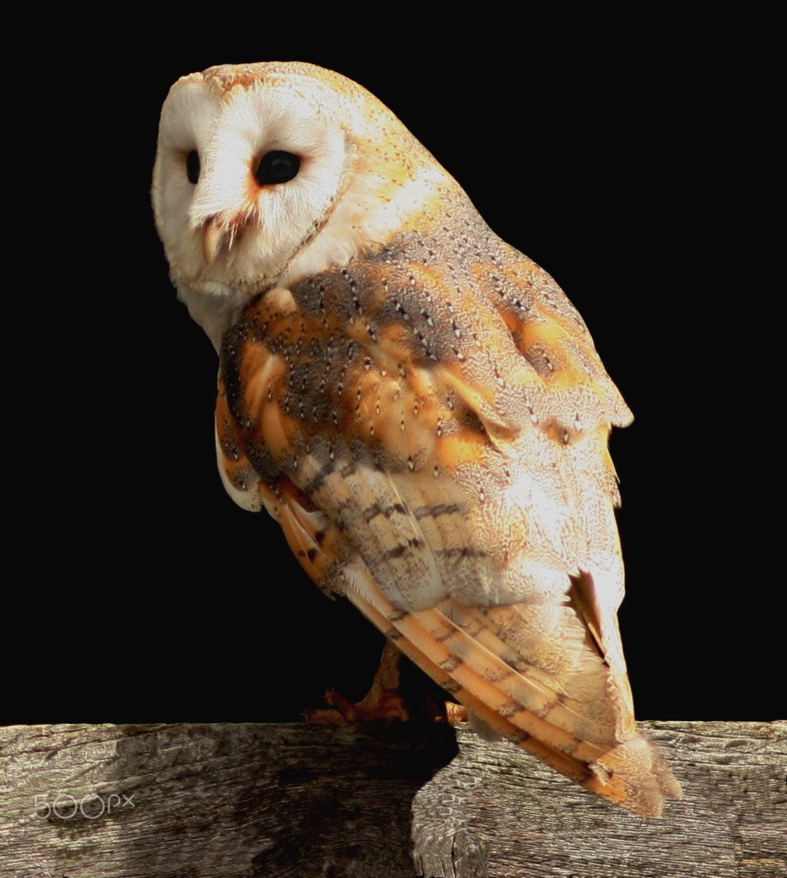 Canon EOS 40D sample photo. Barn owl  perched on beam photography