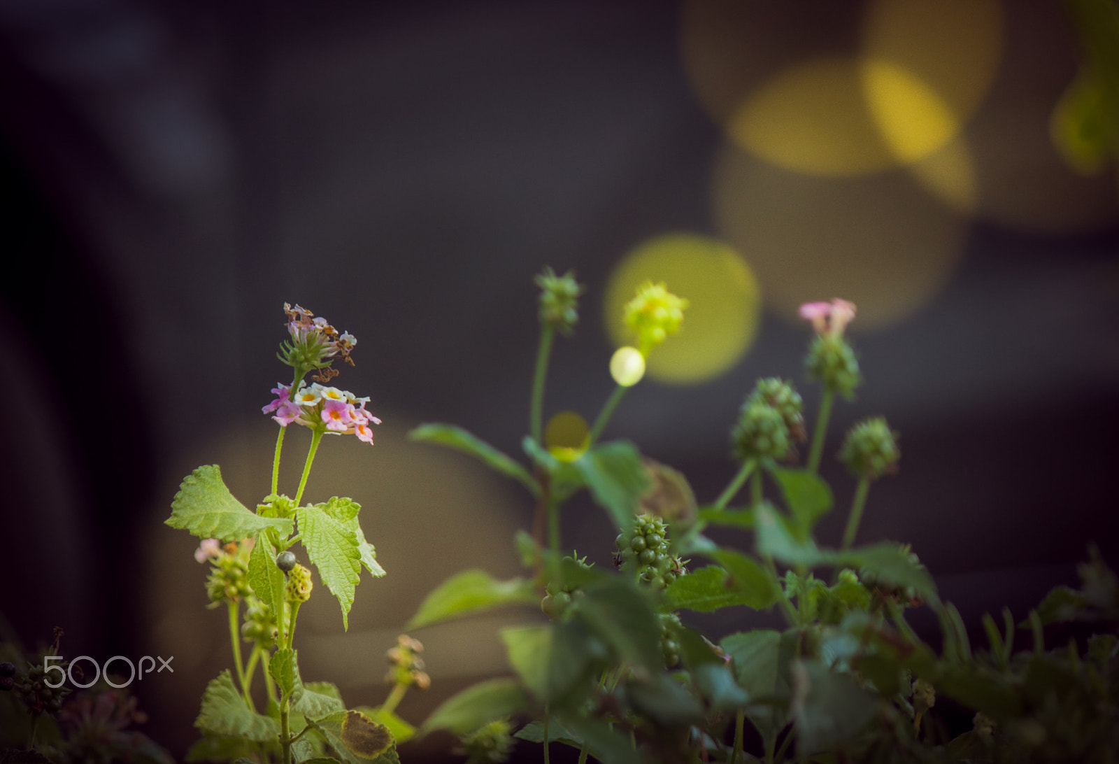 Canon EF-S 55-250mm F4-5.6 IS sample photo. Shine on me photography