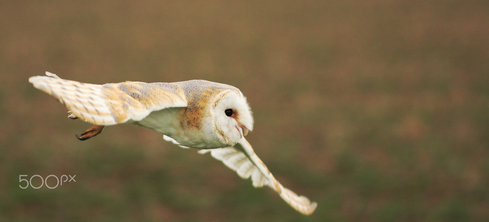 Canon EOS 40D + Canon EF 135mm F2.8 SF sample photo. Barn owl in flight 2 photography