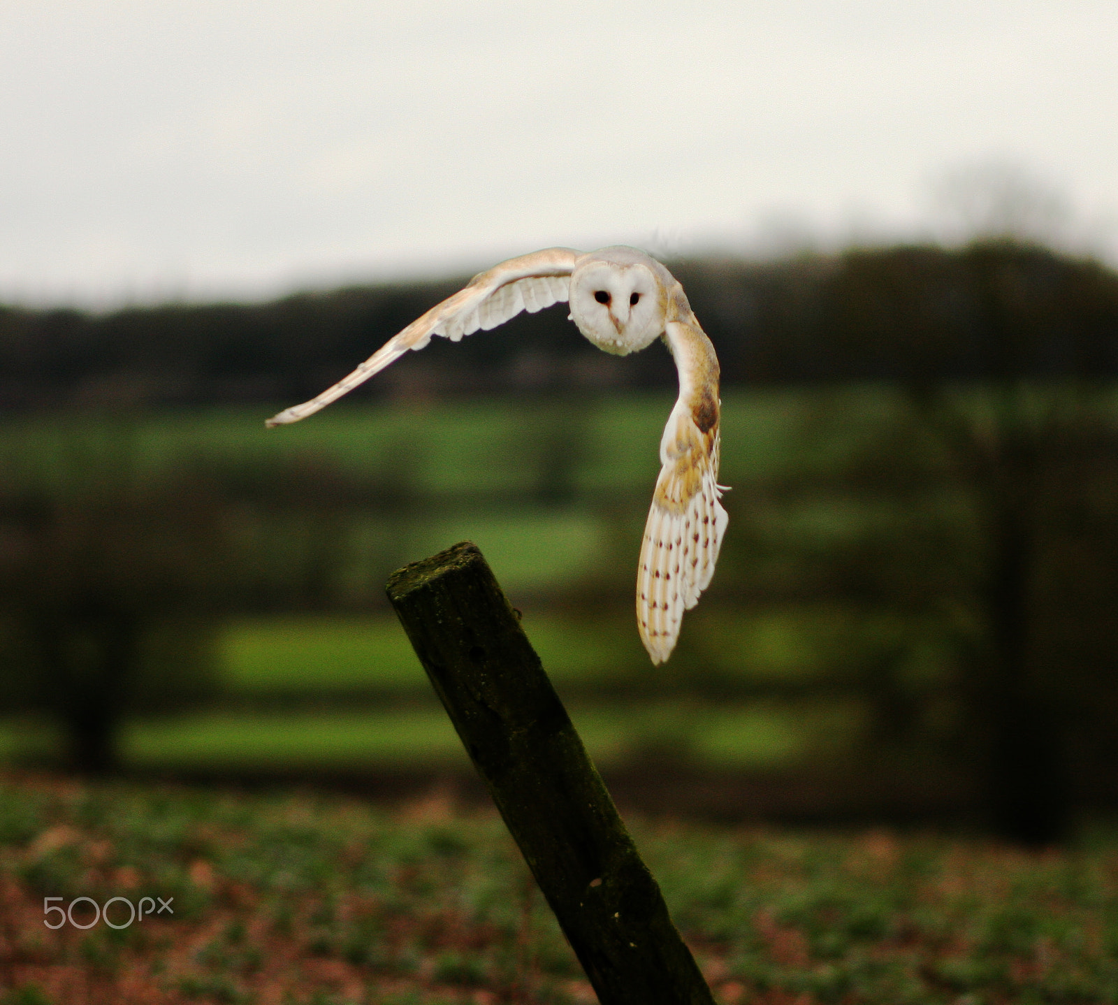 Canon EOS 40D sample photo. Barn owl turning in flight photography