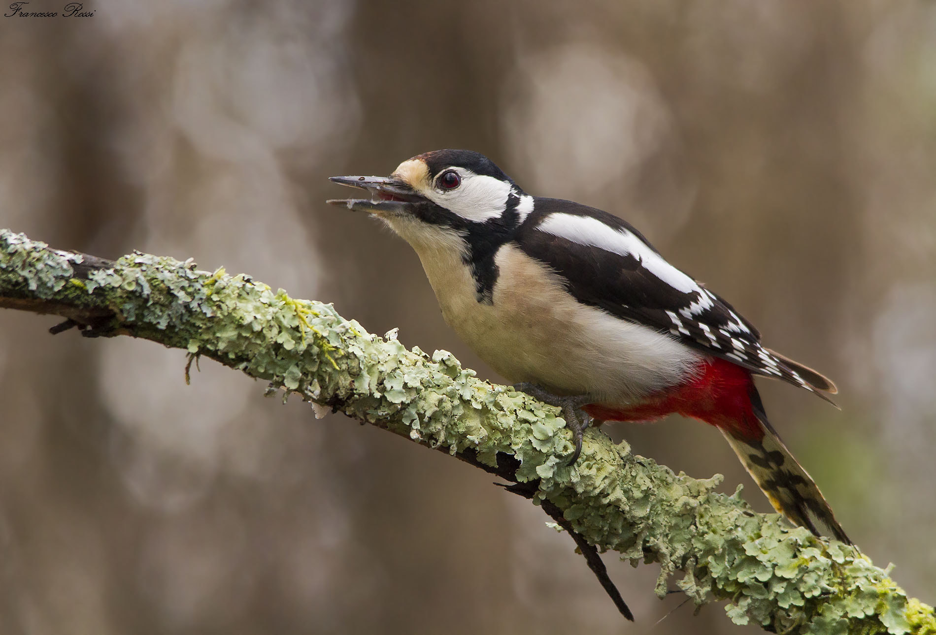 Sigma 150-500mm F5-6.3 DG OS HSM sample photo. Great spotted wood pecker, picchio rosso maggiore  photography