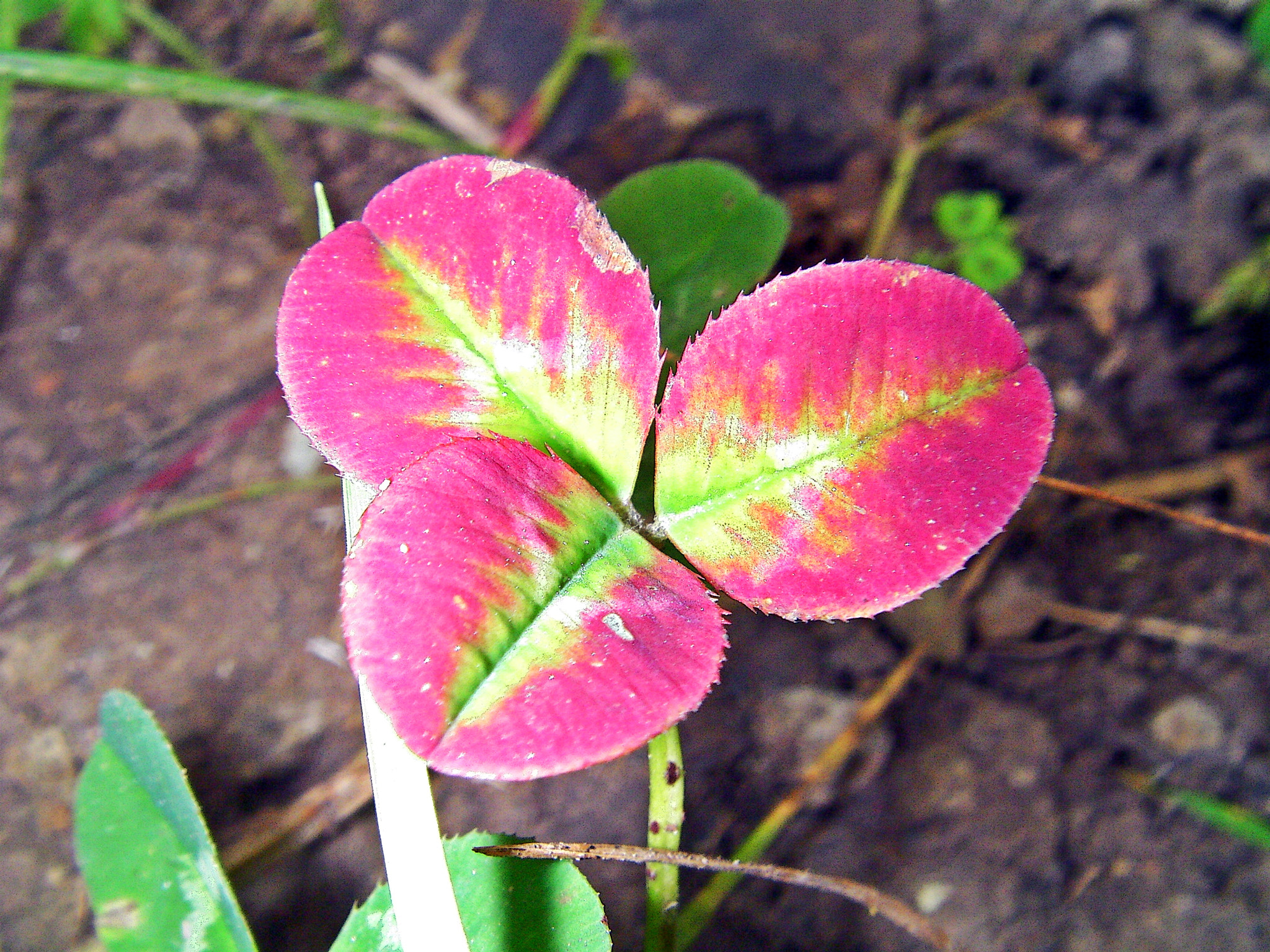 SANYO CG9 sample photo. Sanyo digital camera photography