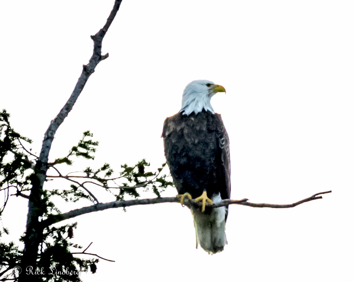 Pentax K-5 sample photo. Eagle photography