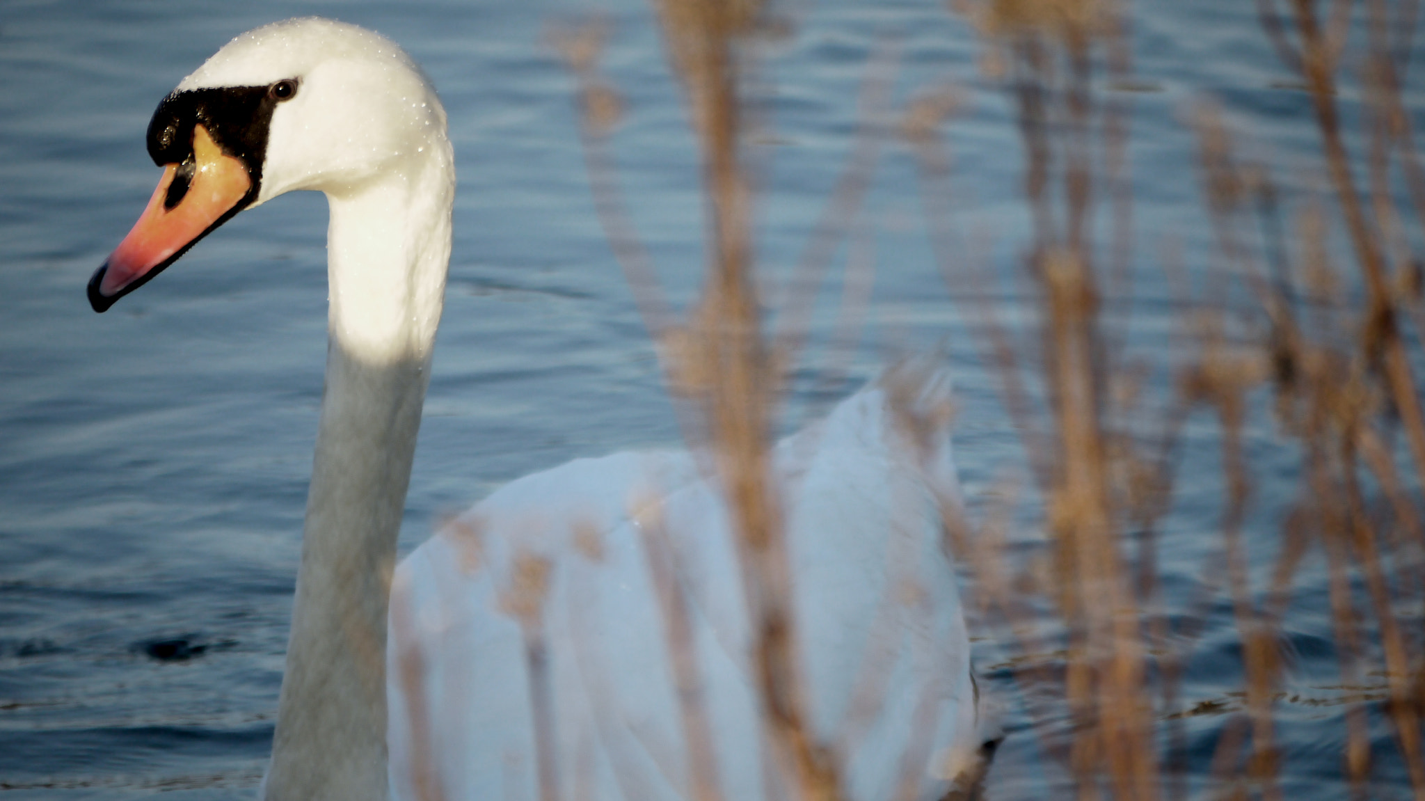 Panasonic Lumix G Vario 45-200mm F4-5.6 OIS sample photo. Swan photography