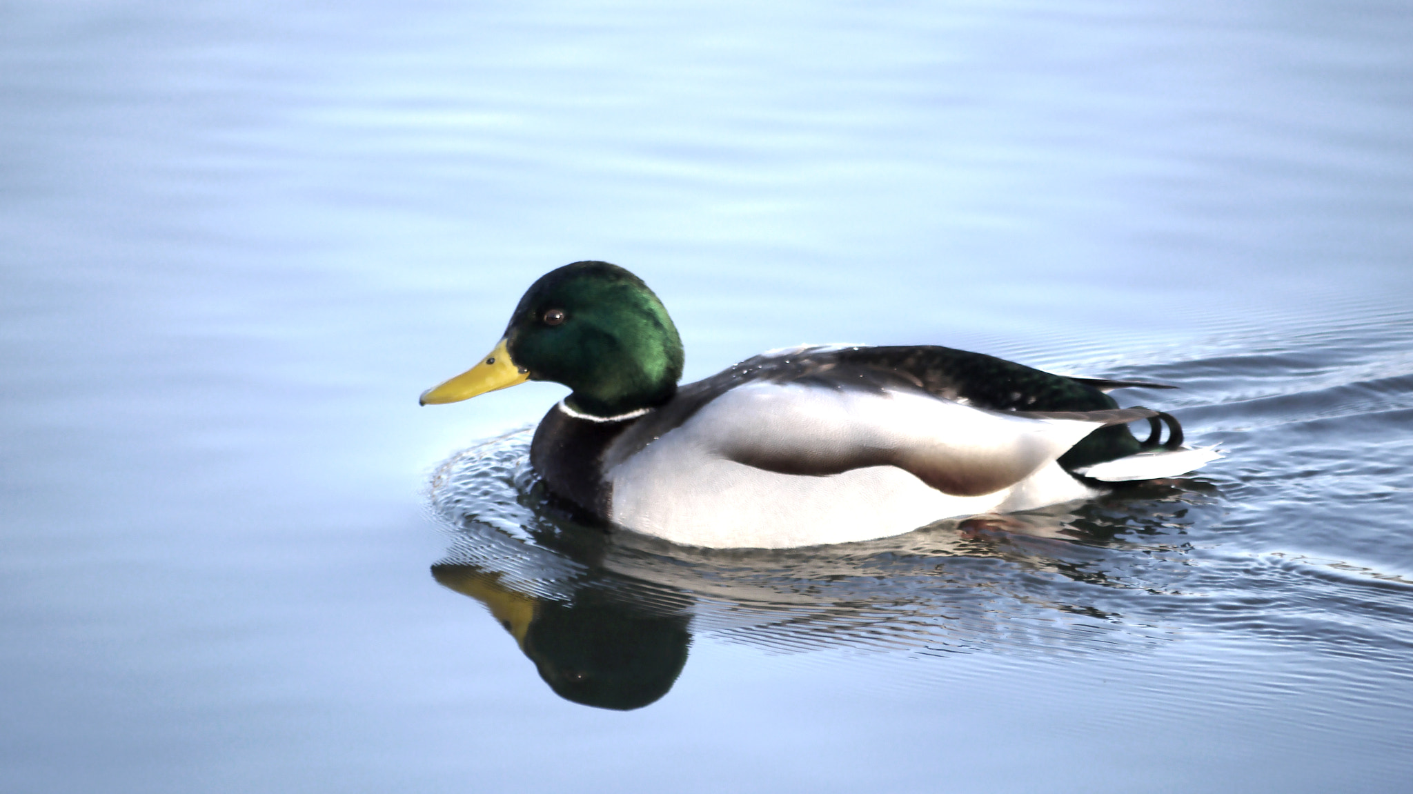 Panasonic Lumix G Vario 45-200mm F4-5.6 OIS sample photo. Duck photography