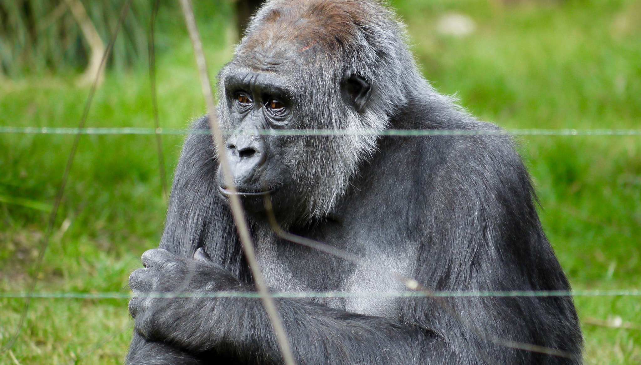 Panasonic Lumix DMC-G2 + Panasonic Lumix G Vario 45-200mm F4-5.6 OIS sample photo. Gorilla photography