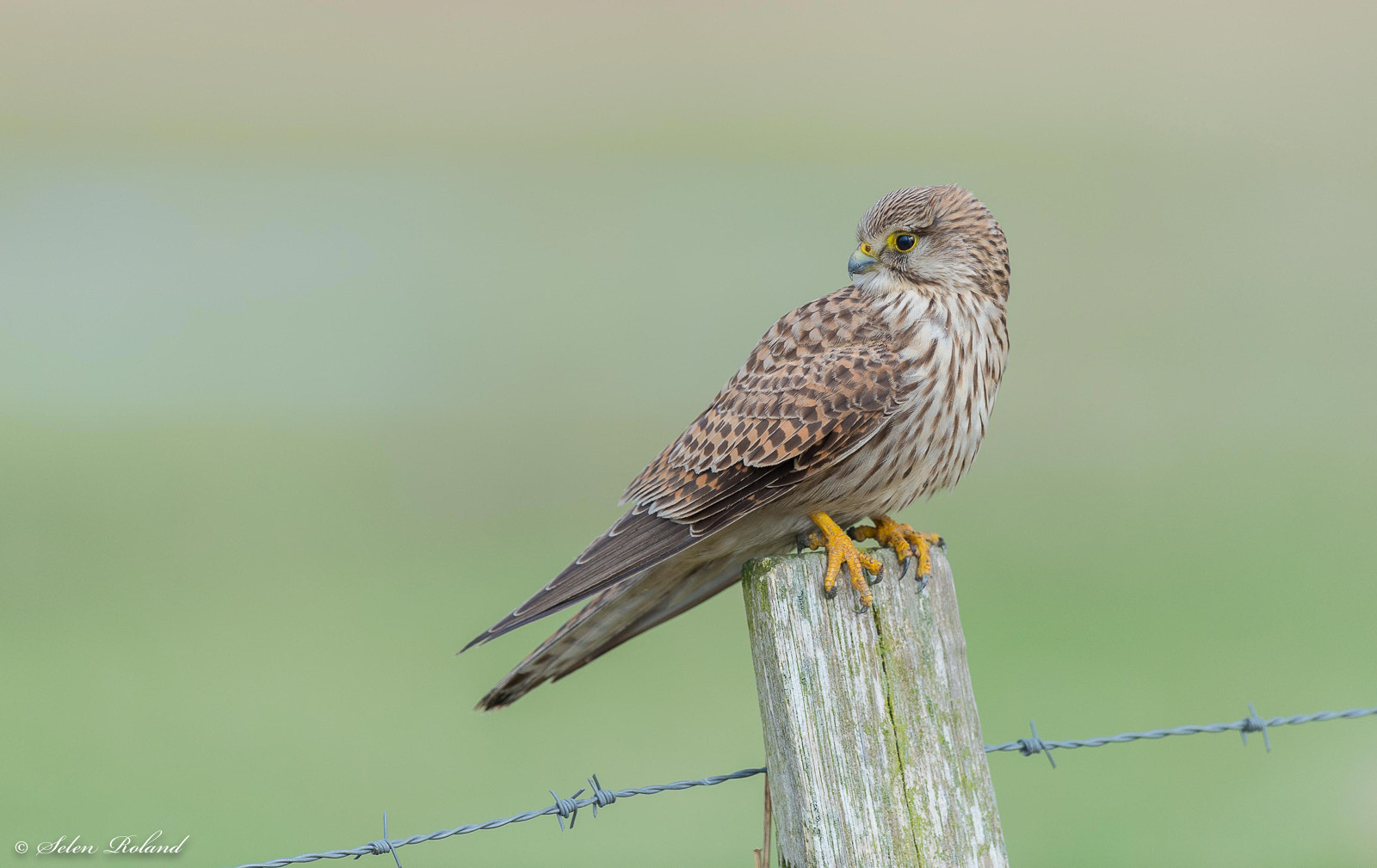 Nikon D4 + Nikon AF-S Nikkor 500mm F4G ED VR sample photo. Torenvalk - kestrel photography