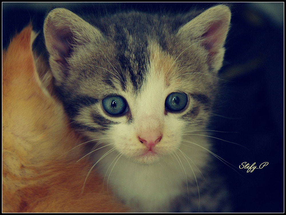 Tamron AF 18-200mm F3.5-6.3 XR Di II LD Aspherical (IF) Macro sample photo. Wide eyes photography