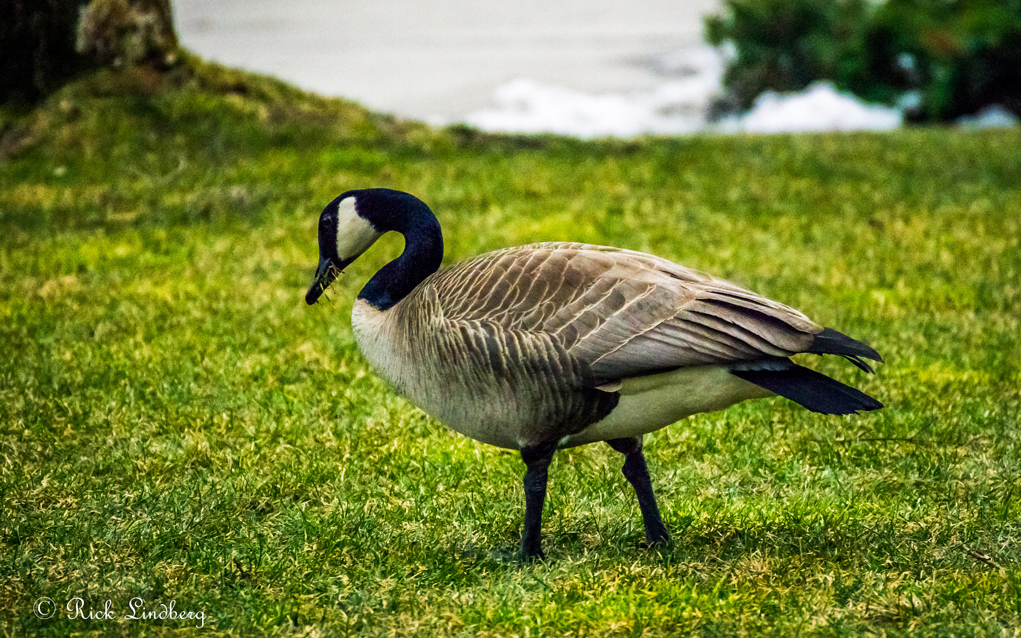 Pentax K-5 sample photo. Wildlife photography