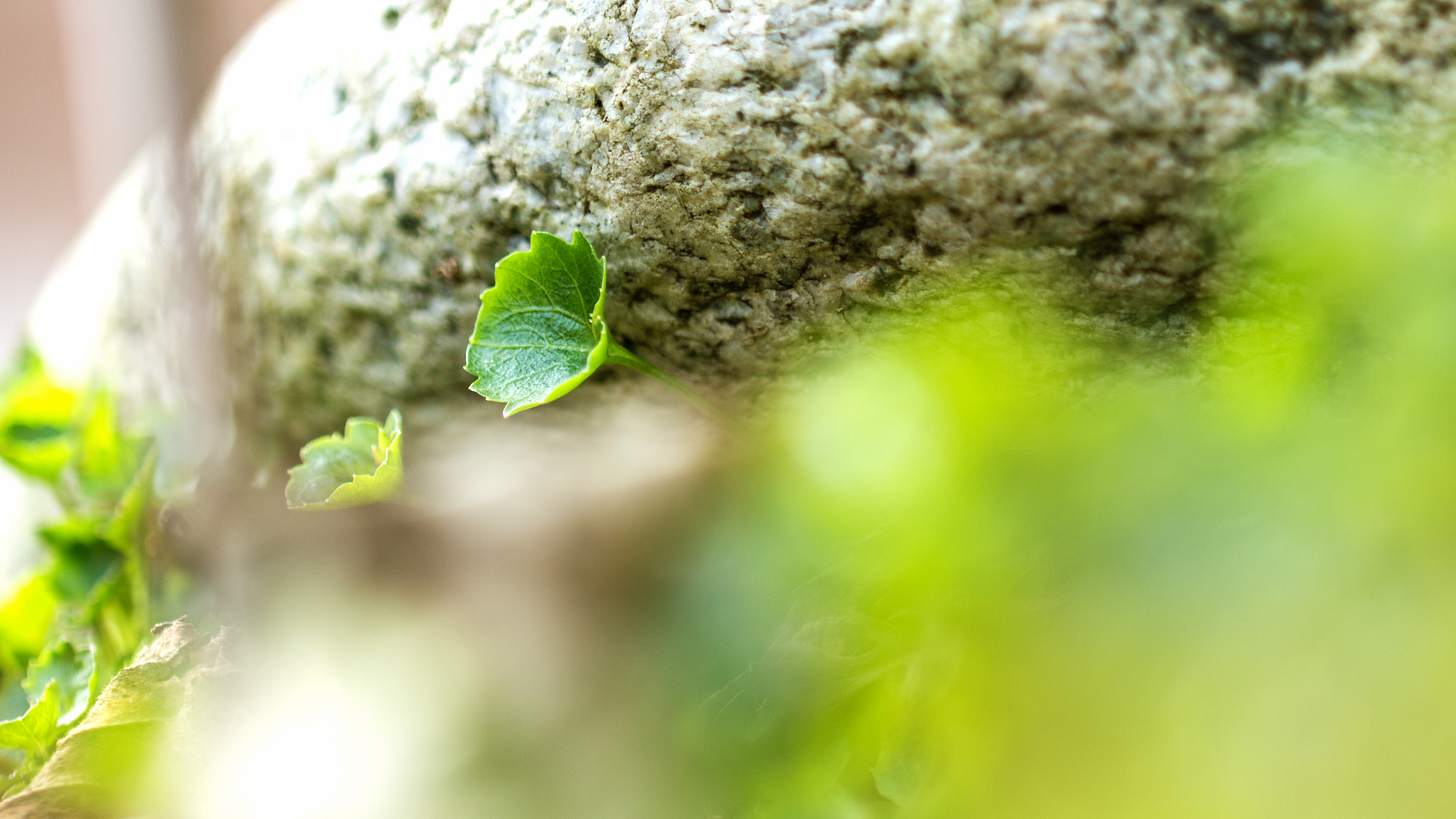 Canon EF 100mm F2.8L Macro IS USM sample photo. Green photography